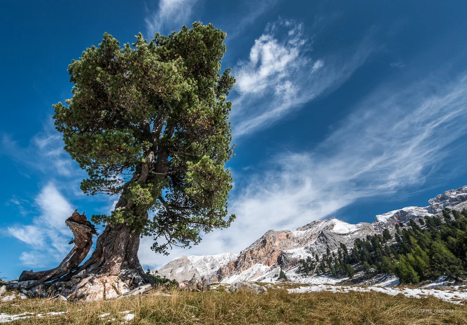 Il grande pino cembro di Lerosa _ Photo © GIUSEPPEGHEDINA.COM