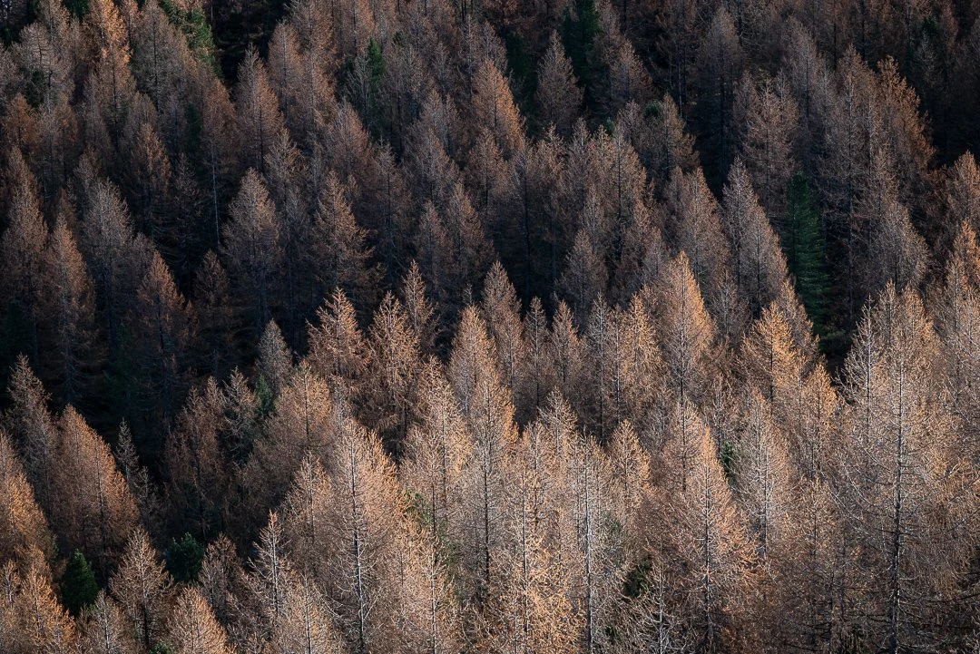 É Autunno e profuma di cacao: plumcake PANNA E cioccolato