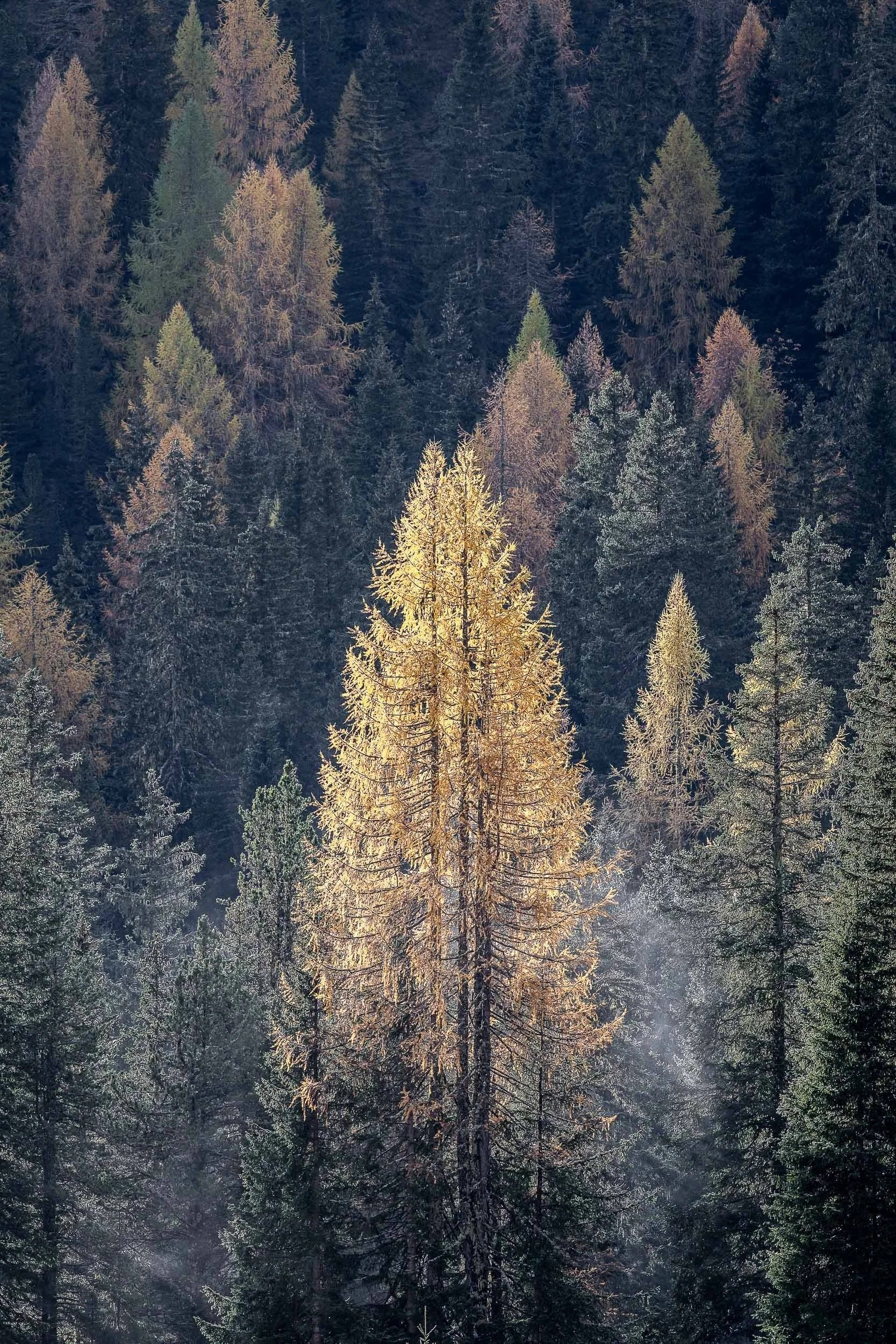 FOTO ©GIUSEPPEGHEDINA