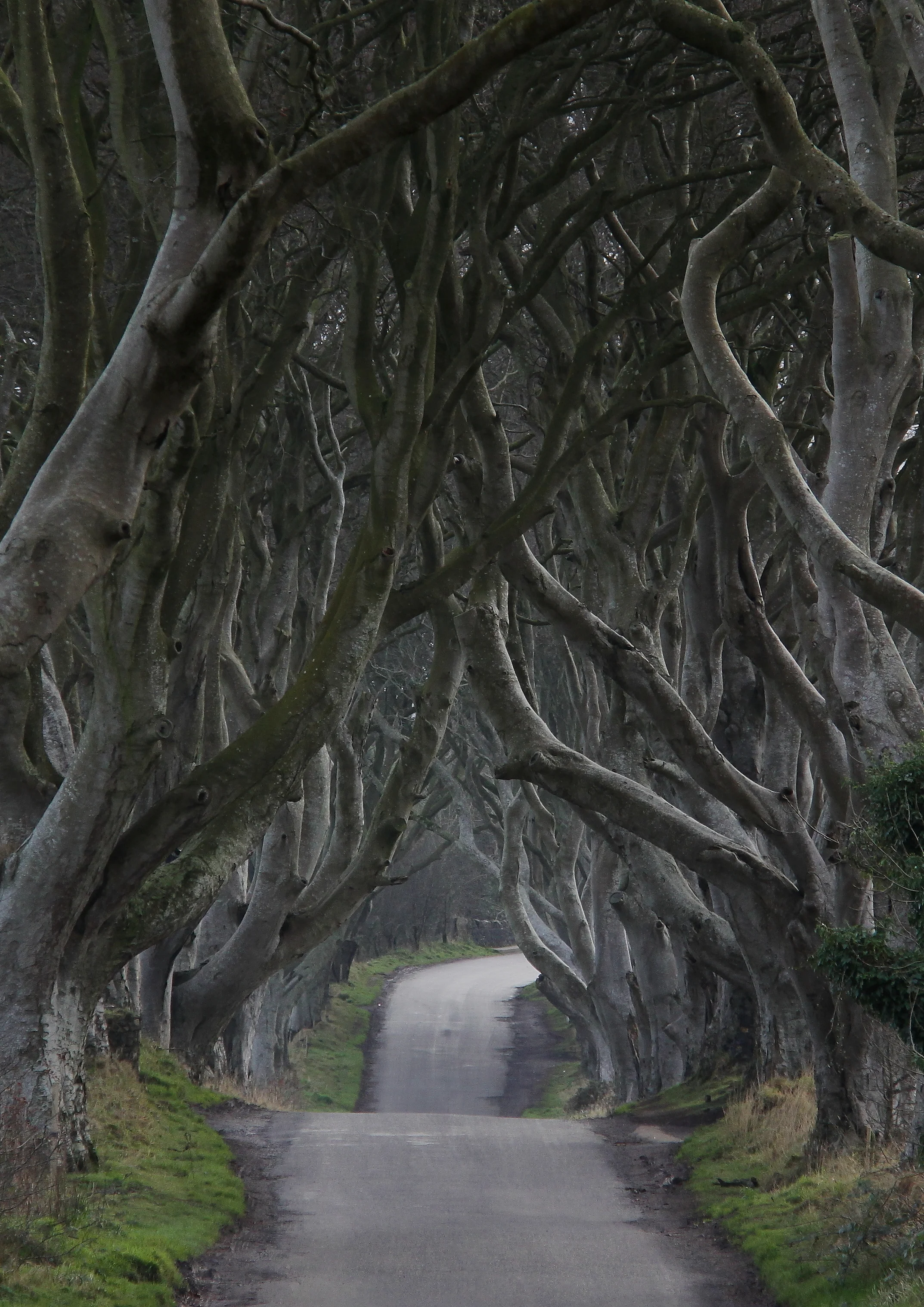 Dark Hedges
