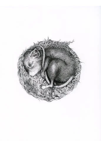 Sleeping Mouse.jpg