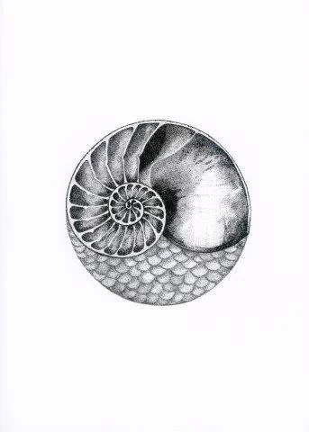 Nautilus.jpg