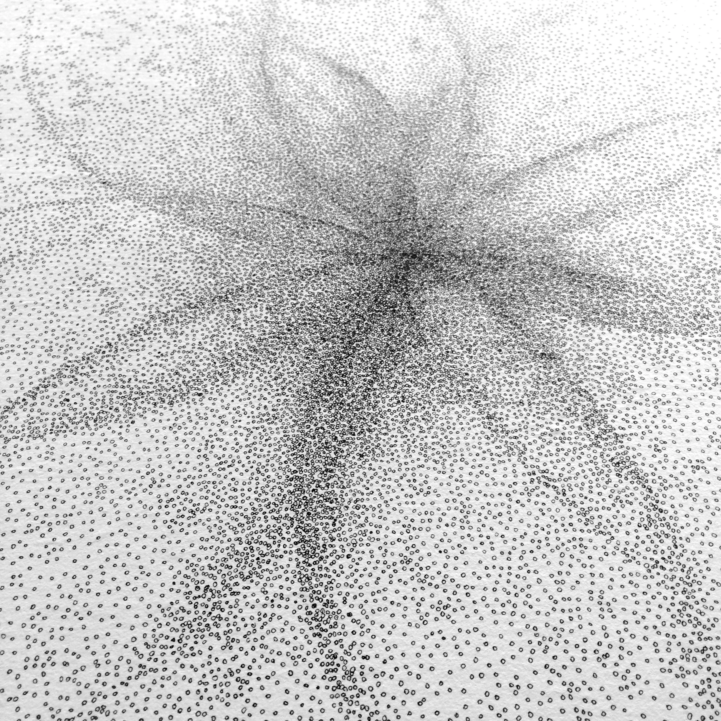 Detail of Corolla, 2017