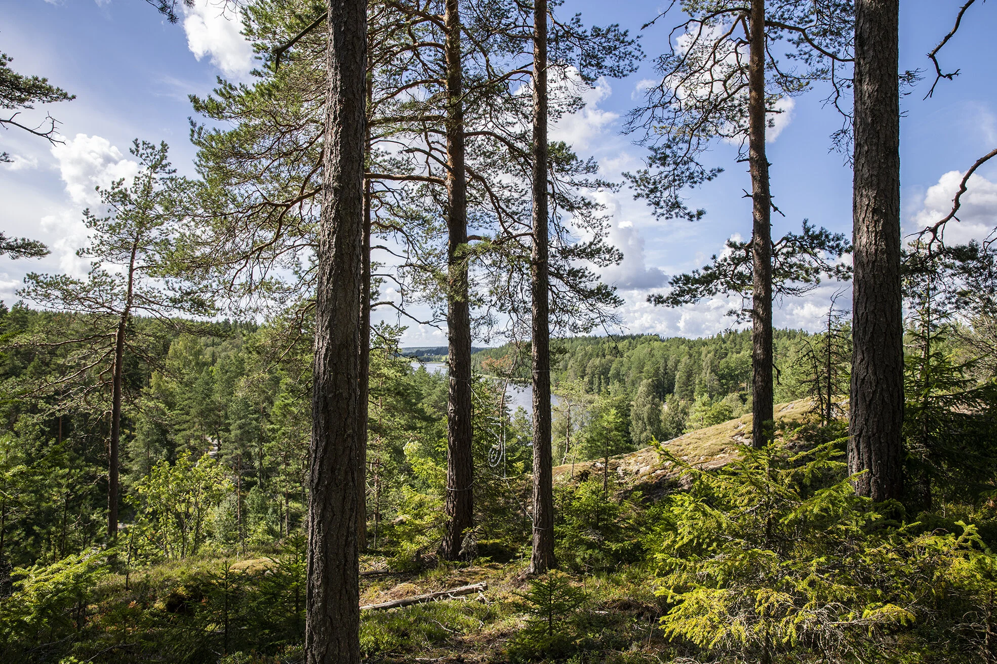 Josefina Nelimarkka_the path of thought_1.jpg