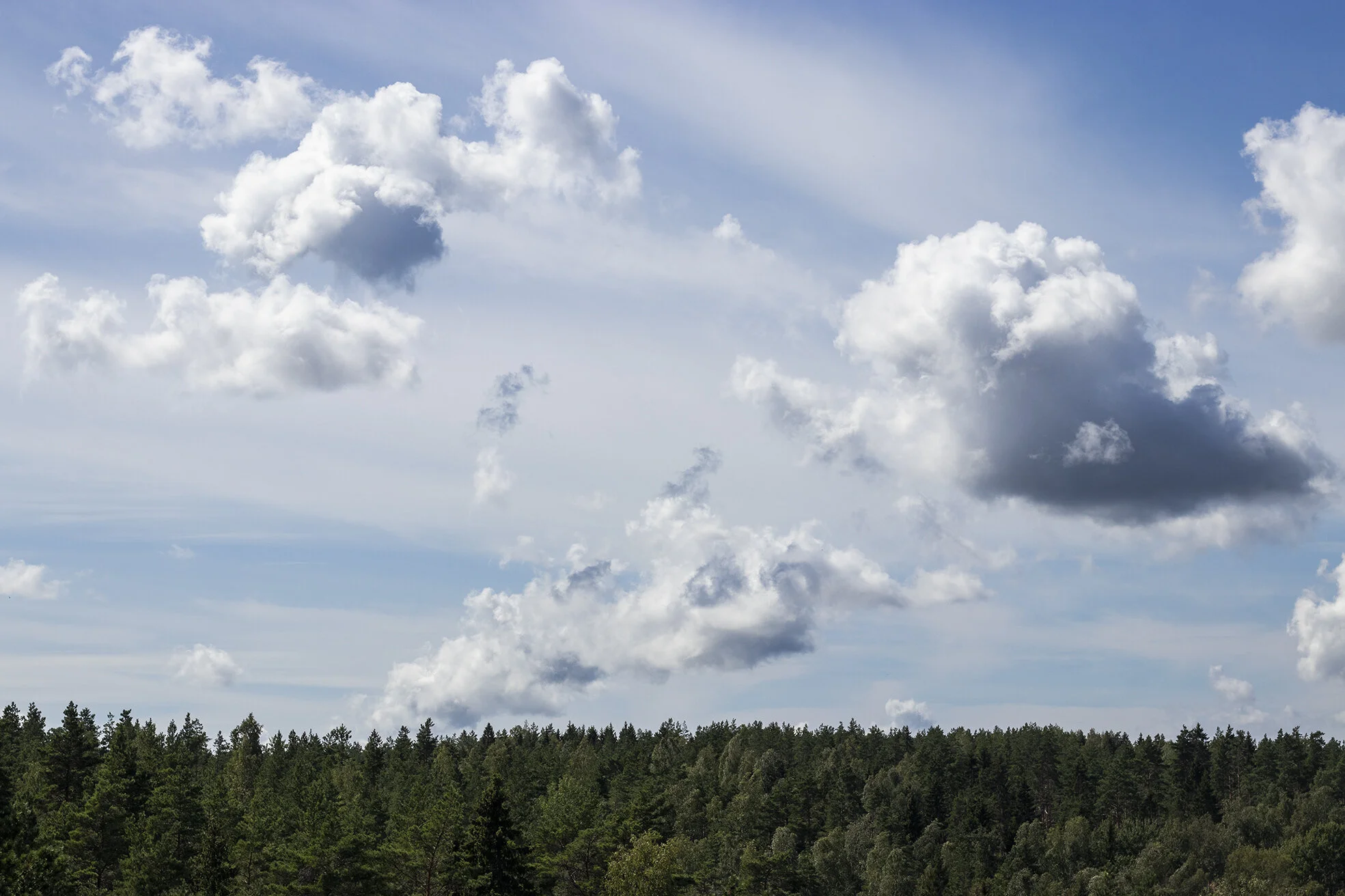 Josefina Nelimarkka_forest moments_5.jpg