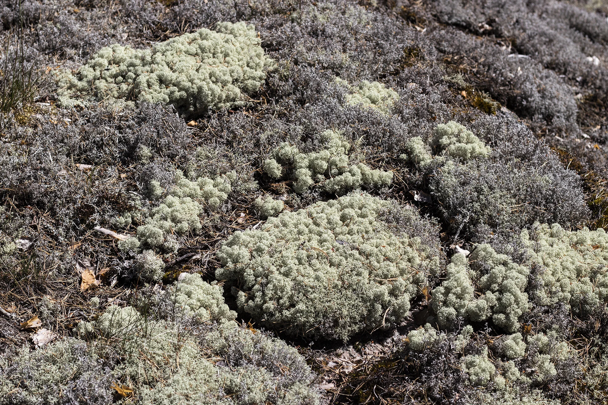 Josefina Nelimarkka_forest moments_7.jpg