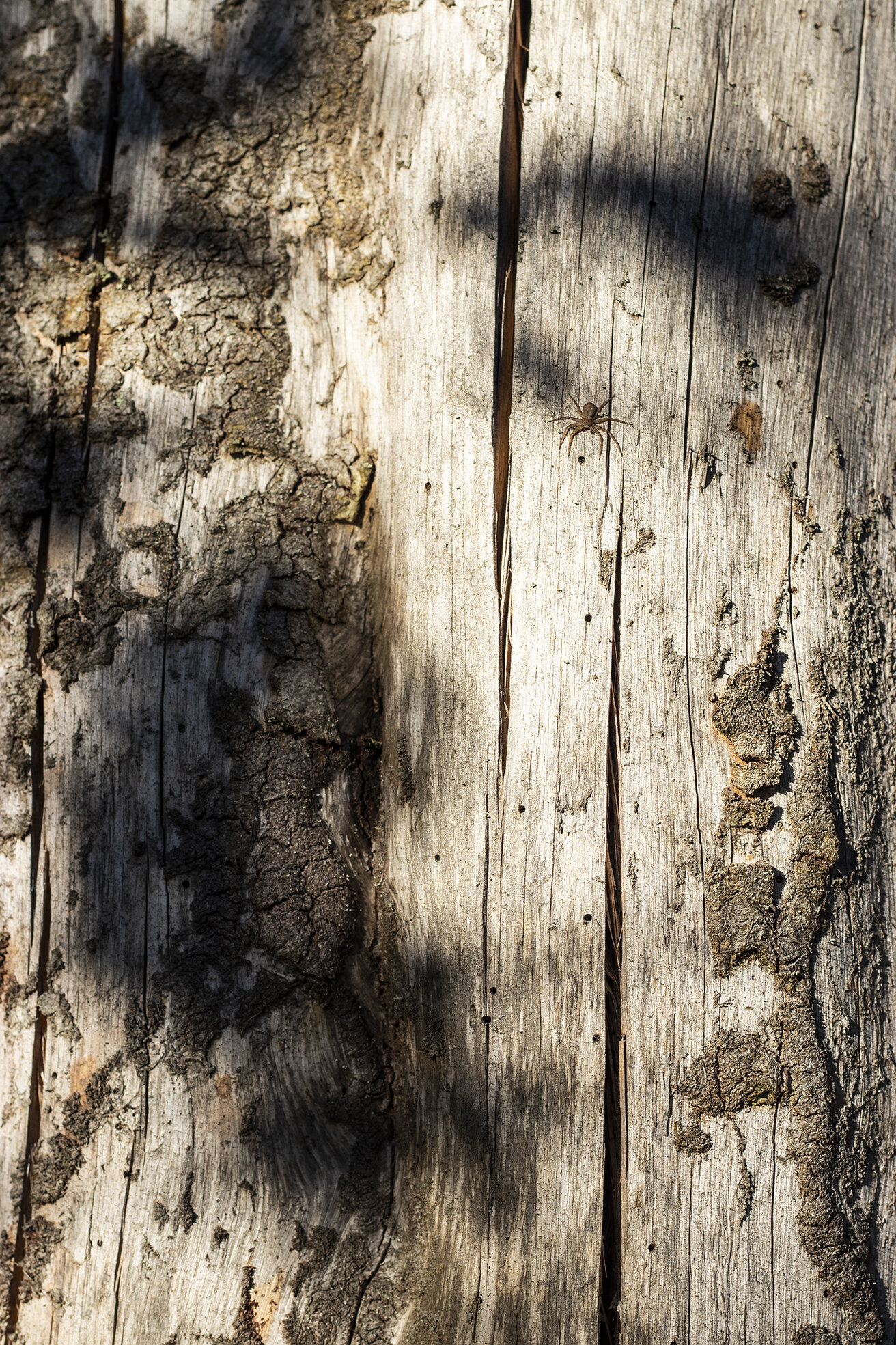 Josefina Nelimarkka_forest moments_1.jpg