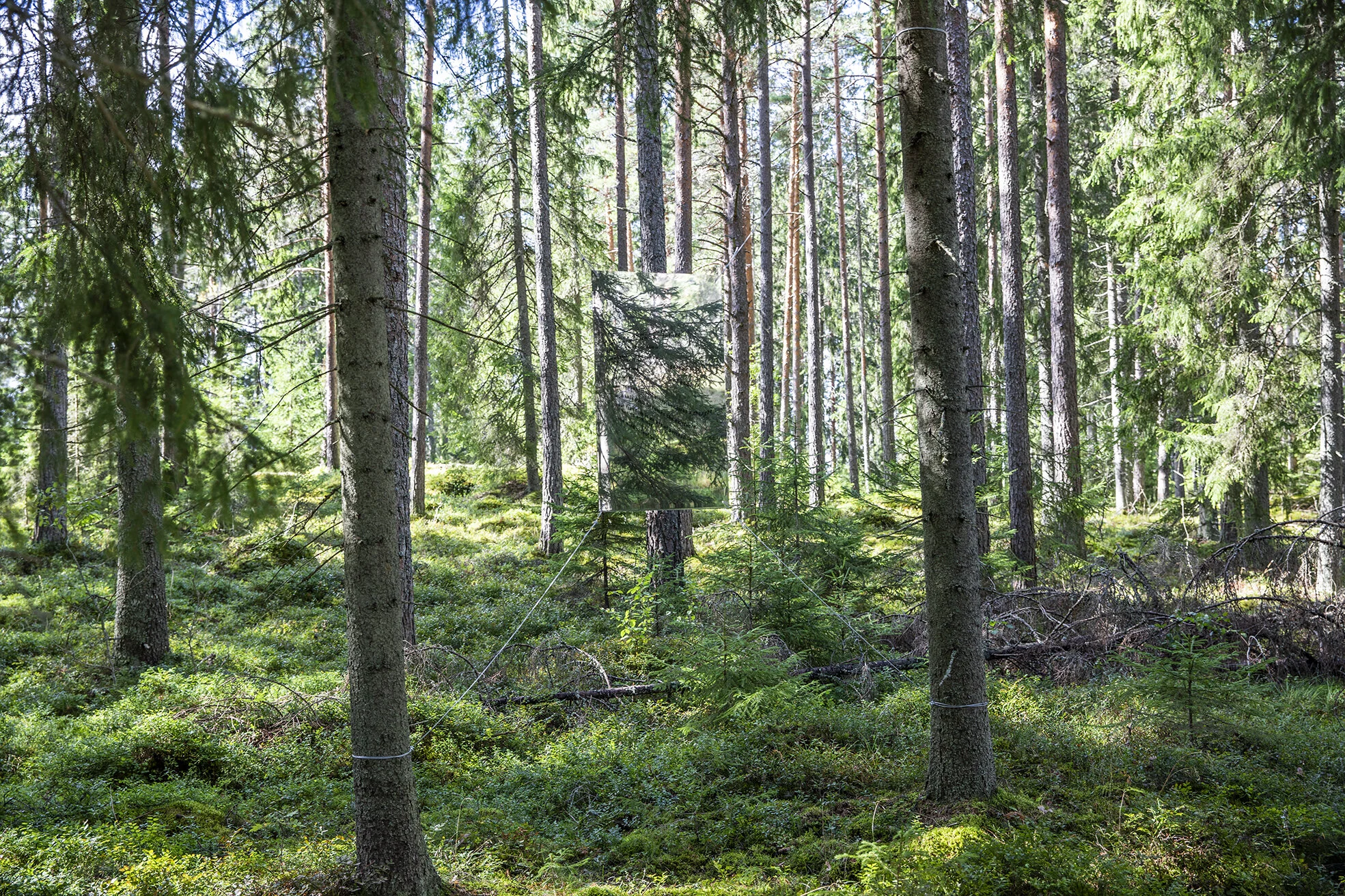Josefina Nelimarkka_the wind cannot be trusted_2.jpg