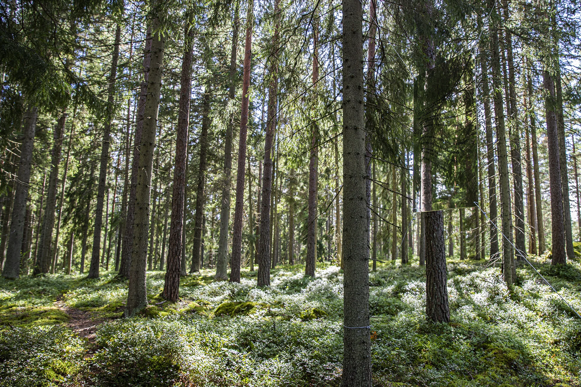 Josefina Nelimarkka_the wind cannot be trusted_4.jpg