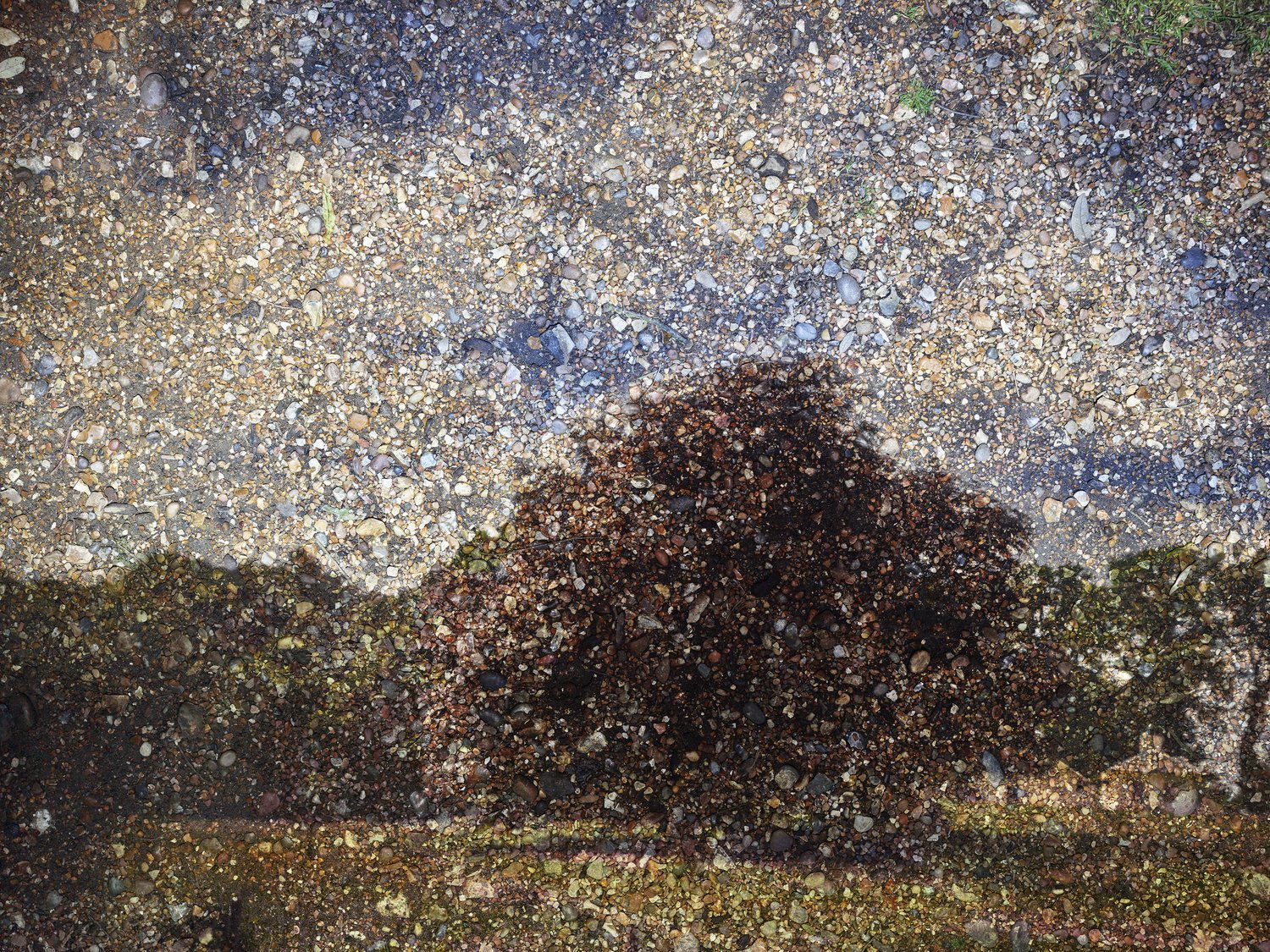 2017_Tent+Camera+Image.+Copper+Beech+Tree+in+Hampstead+Heath,+London,+England,+2017+(After+Constable+series).jpg