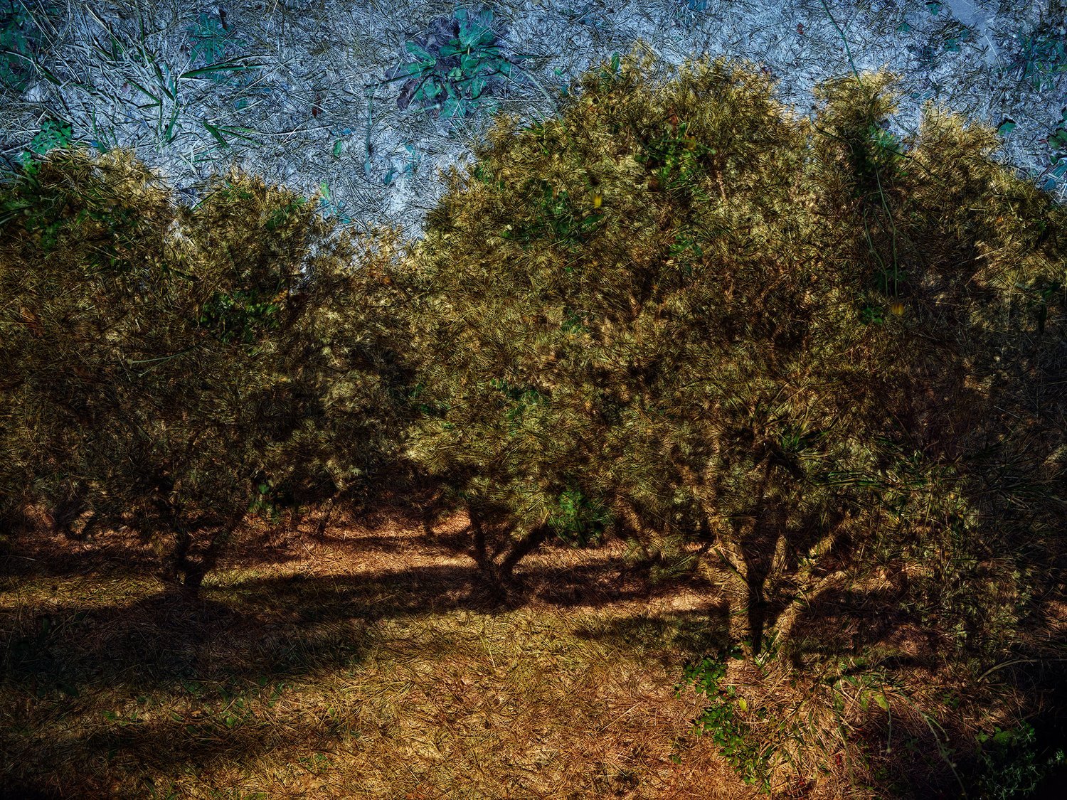2022+-+Tent+Camera+Image,+Olive+Grove,+St.+Remy+de+Provence,+France+web.jpg