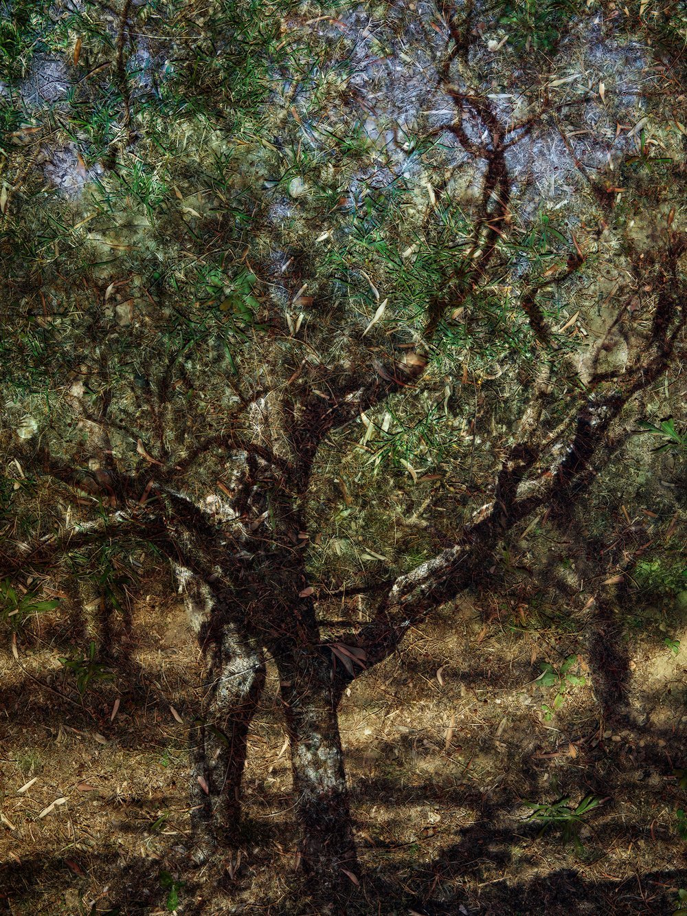 2022+-+Tent+Camera+Image,+Olive+Tree+#2,+St.+Remy+de+Provence,+France+web.jpg