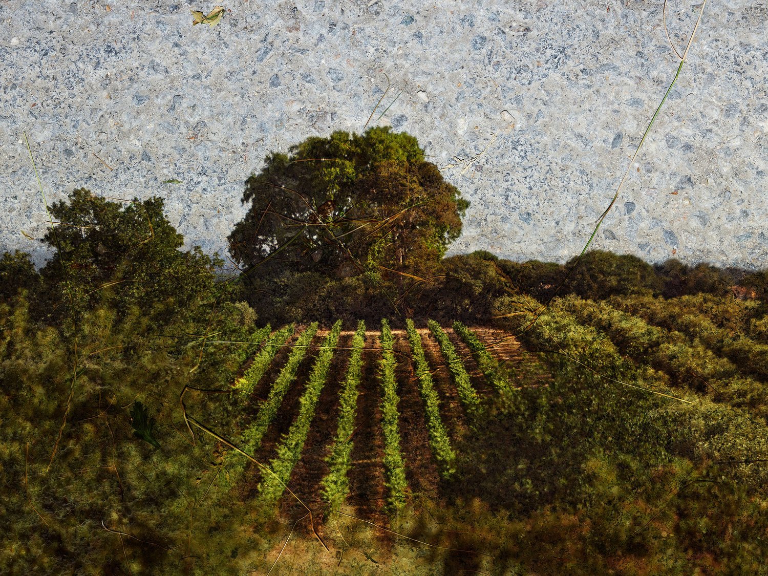 2022+-+Tent+Camera+Image,+View+of+Vineyards,+St.+Remy+de+Provence,+France+web.jpg