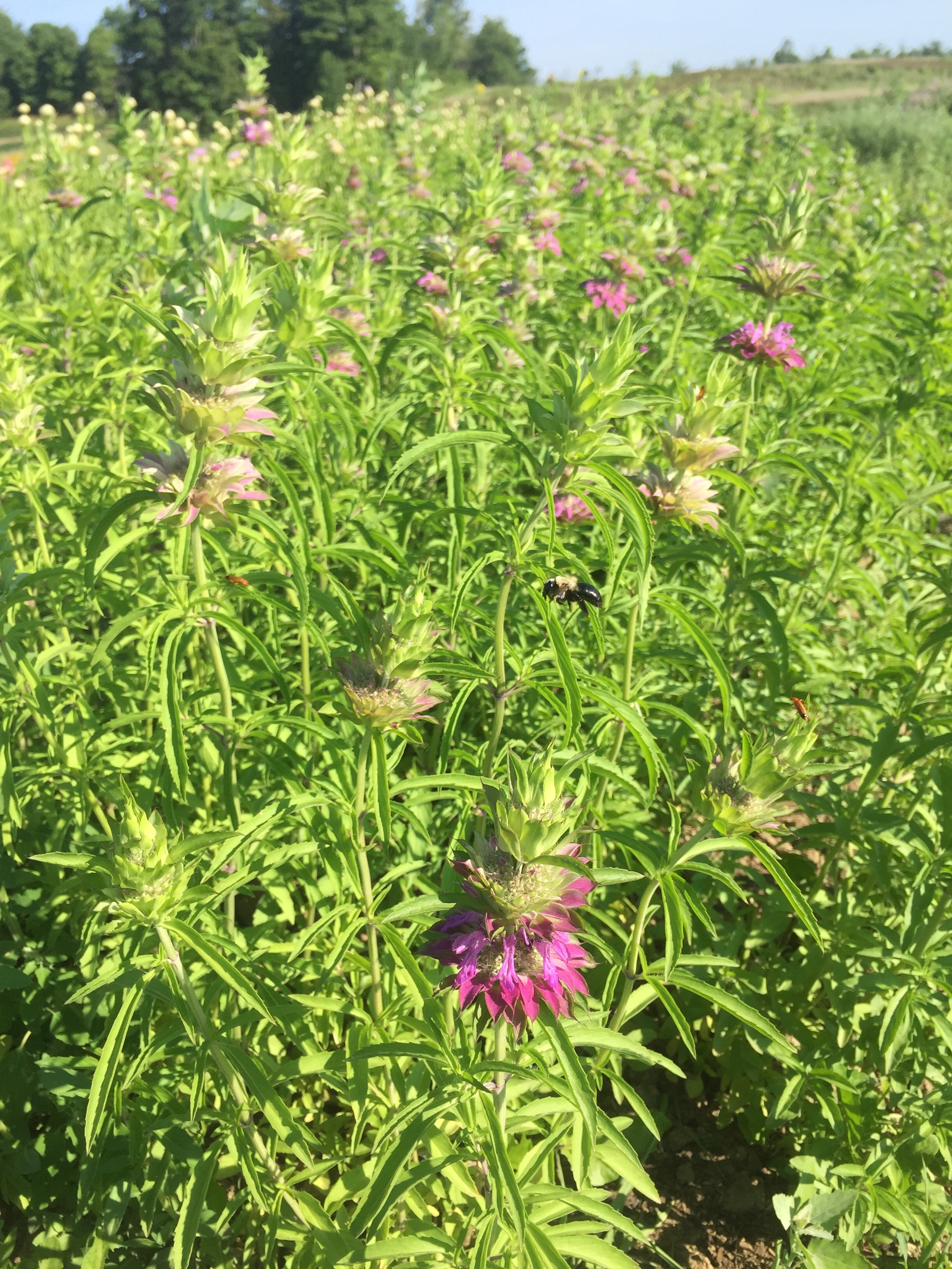 monarda, bumblebee