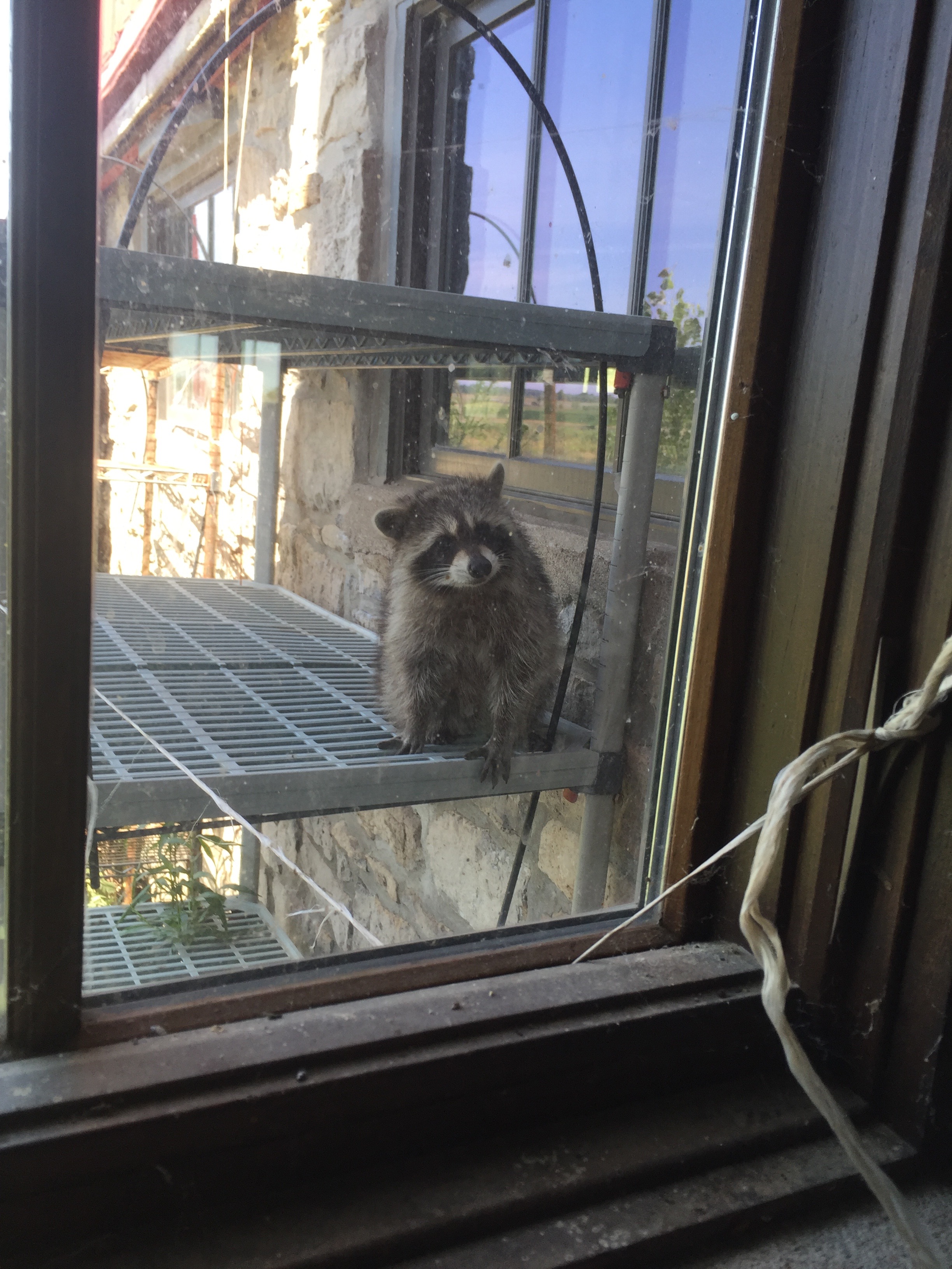 baby raccoon