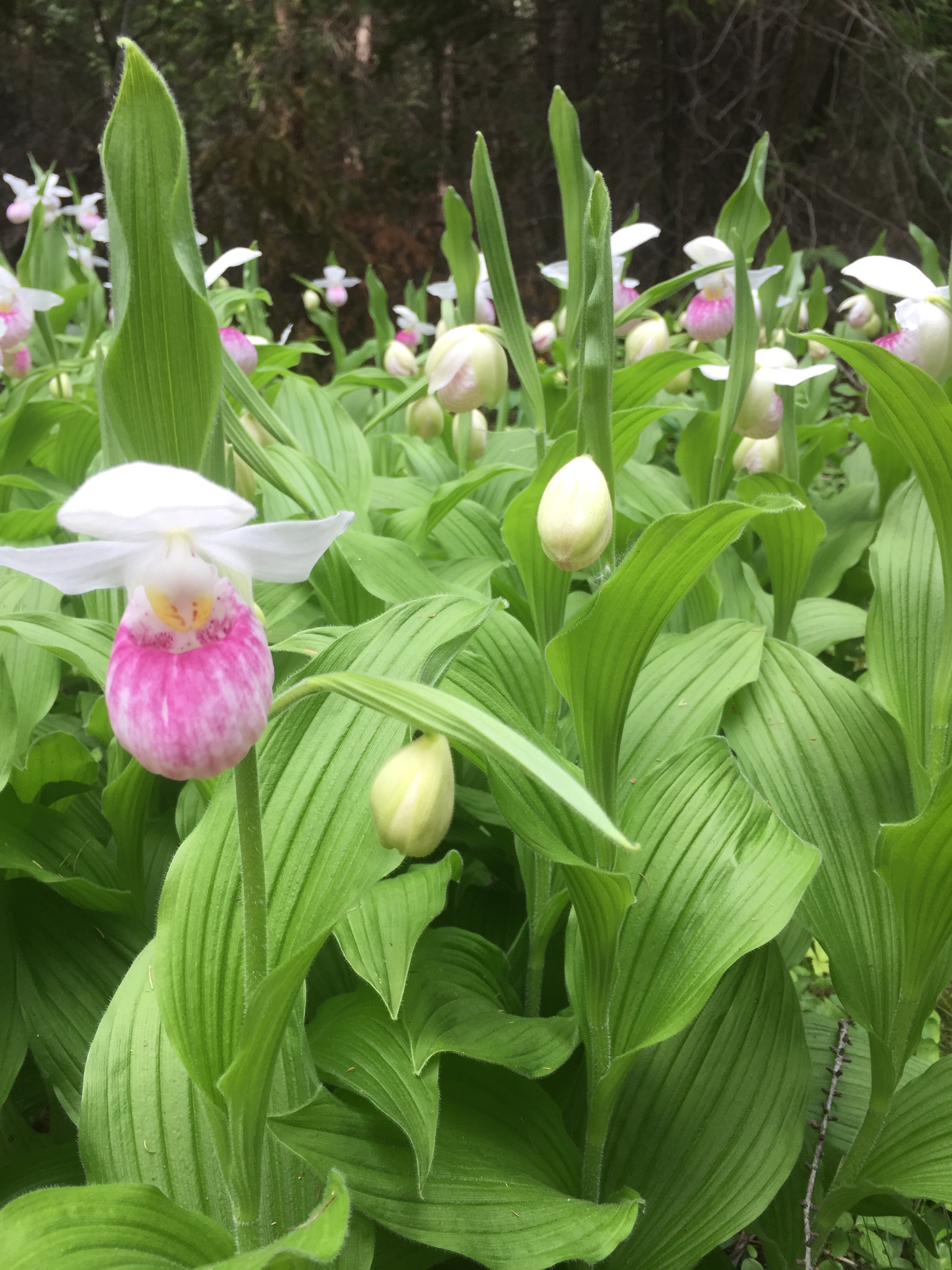 pink lady slipper orchids