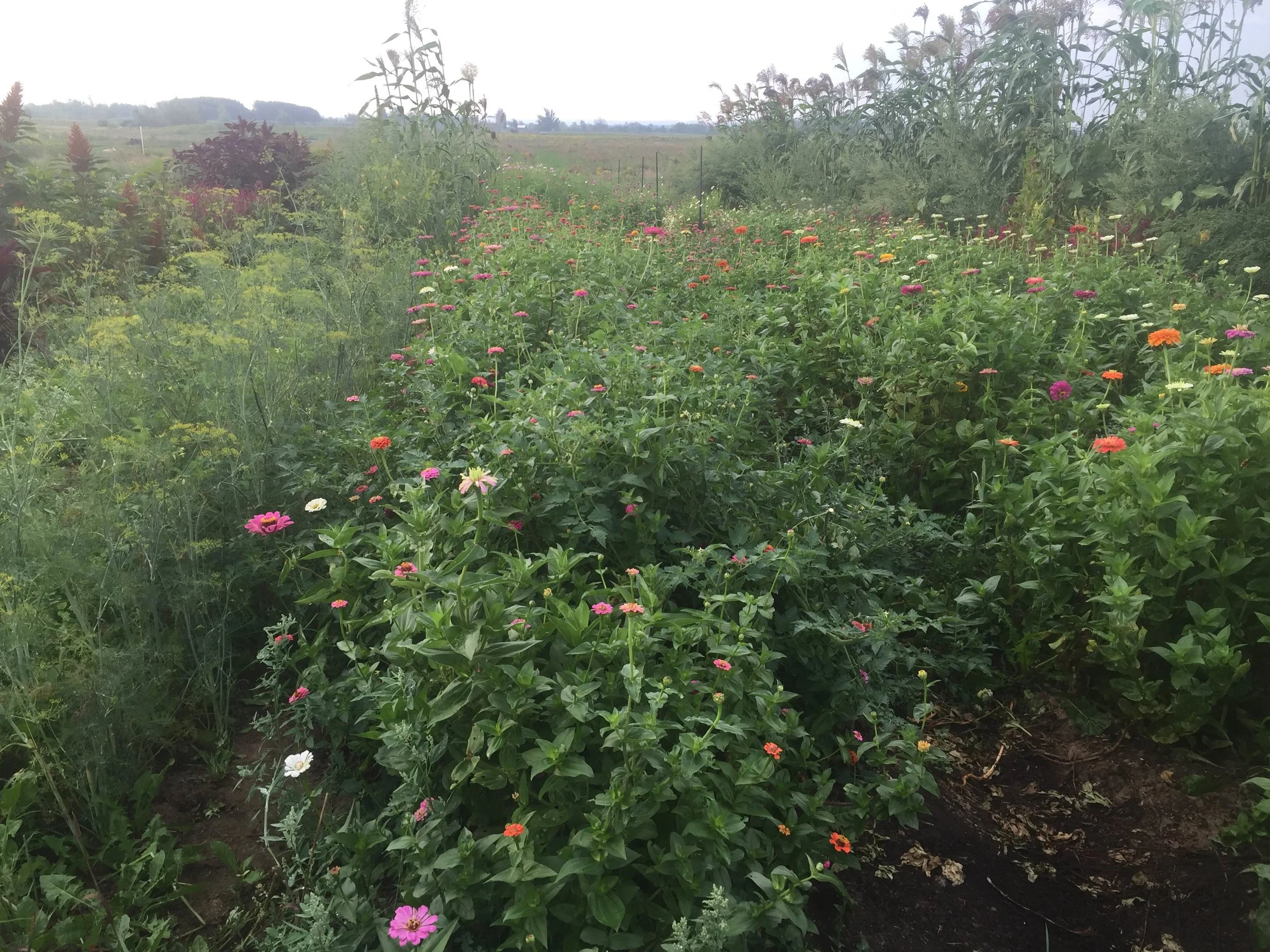flower farm, zinnias, dill, broom corn