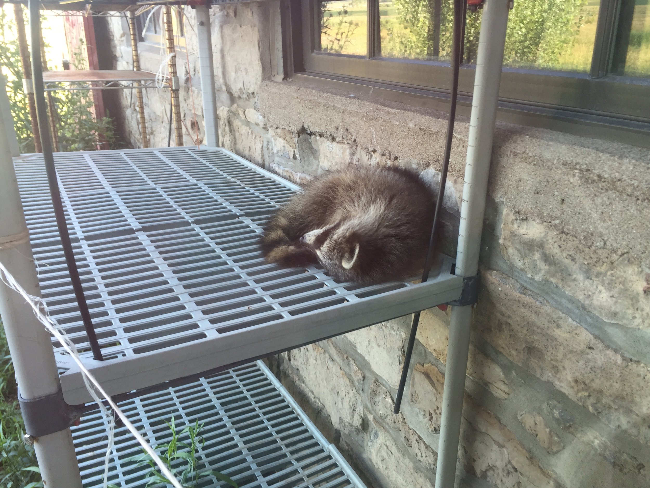 baby raccoon
