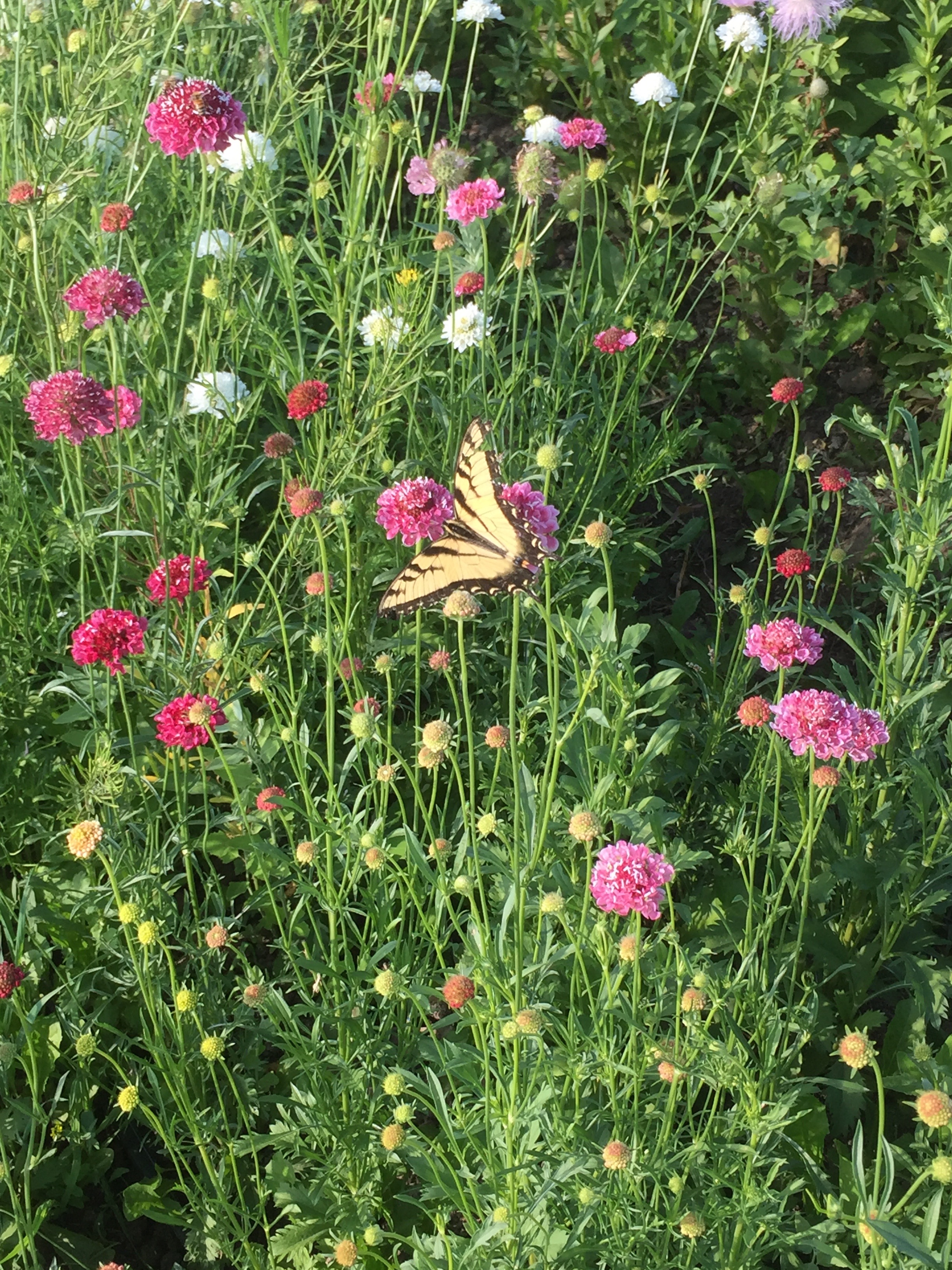 scabiosa, tiger swallowtail