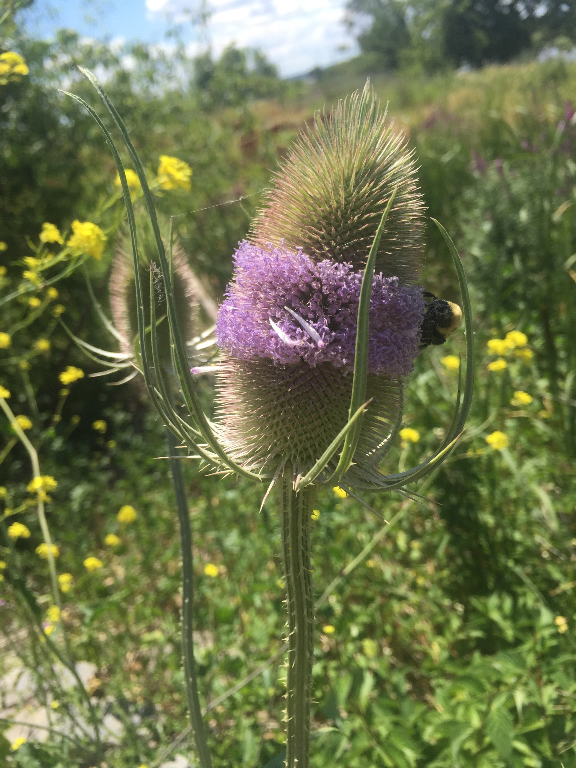 wildflower, teasel, bumble bee