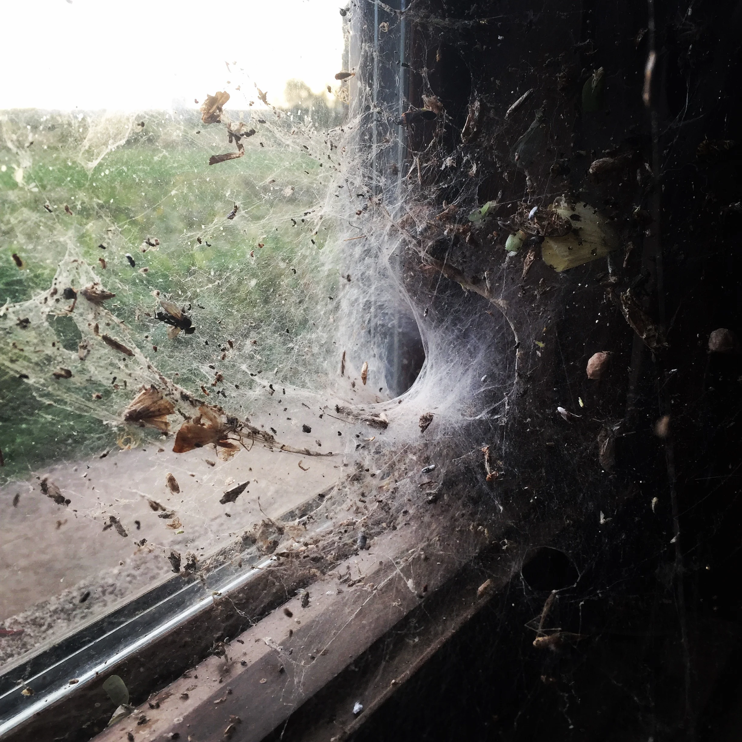 spider's web