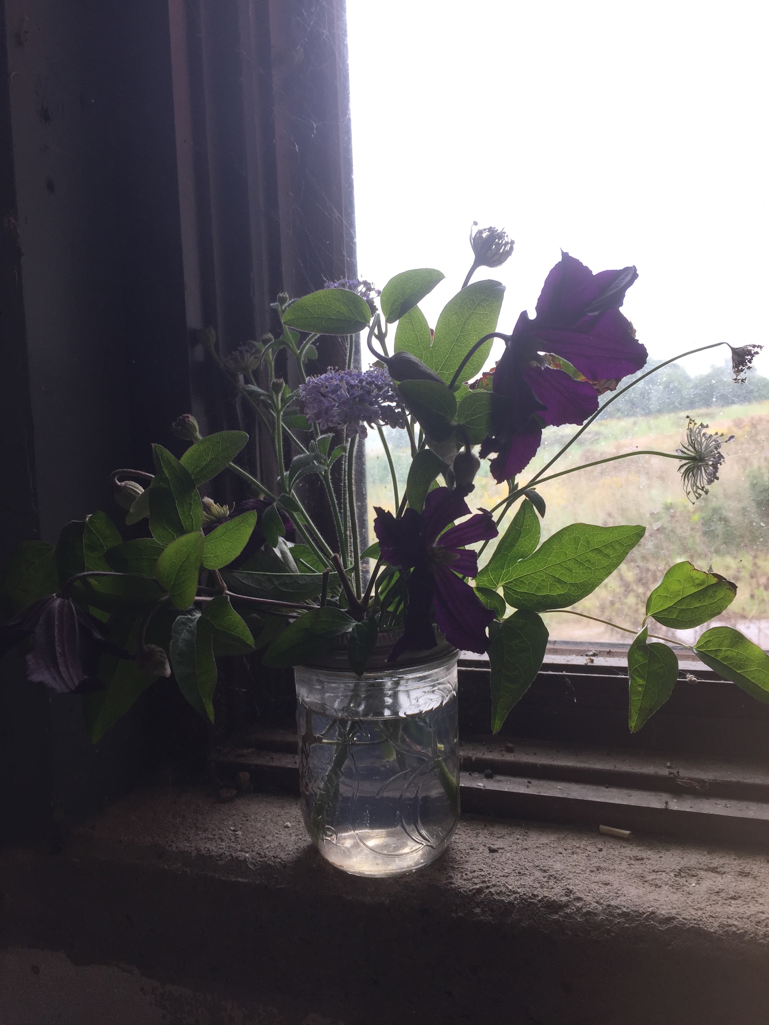 clematis, mason jar