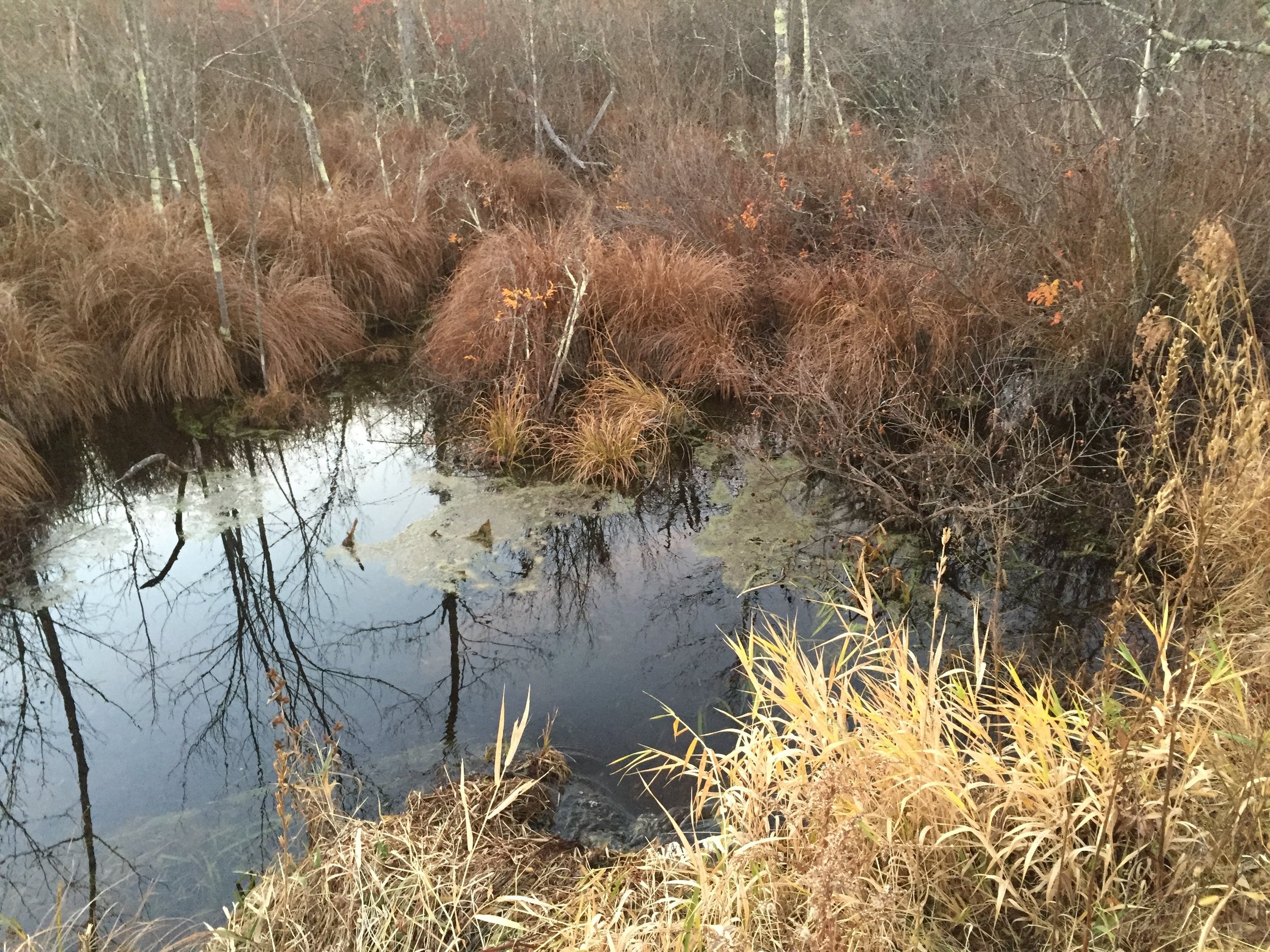 wetland