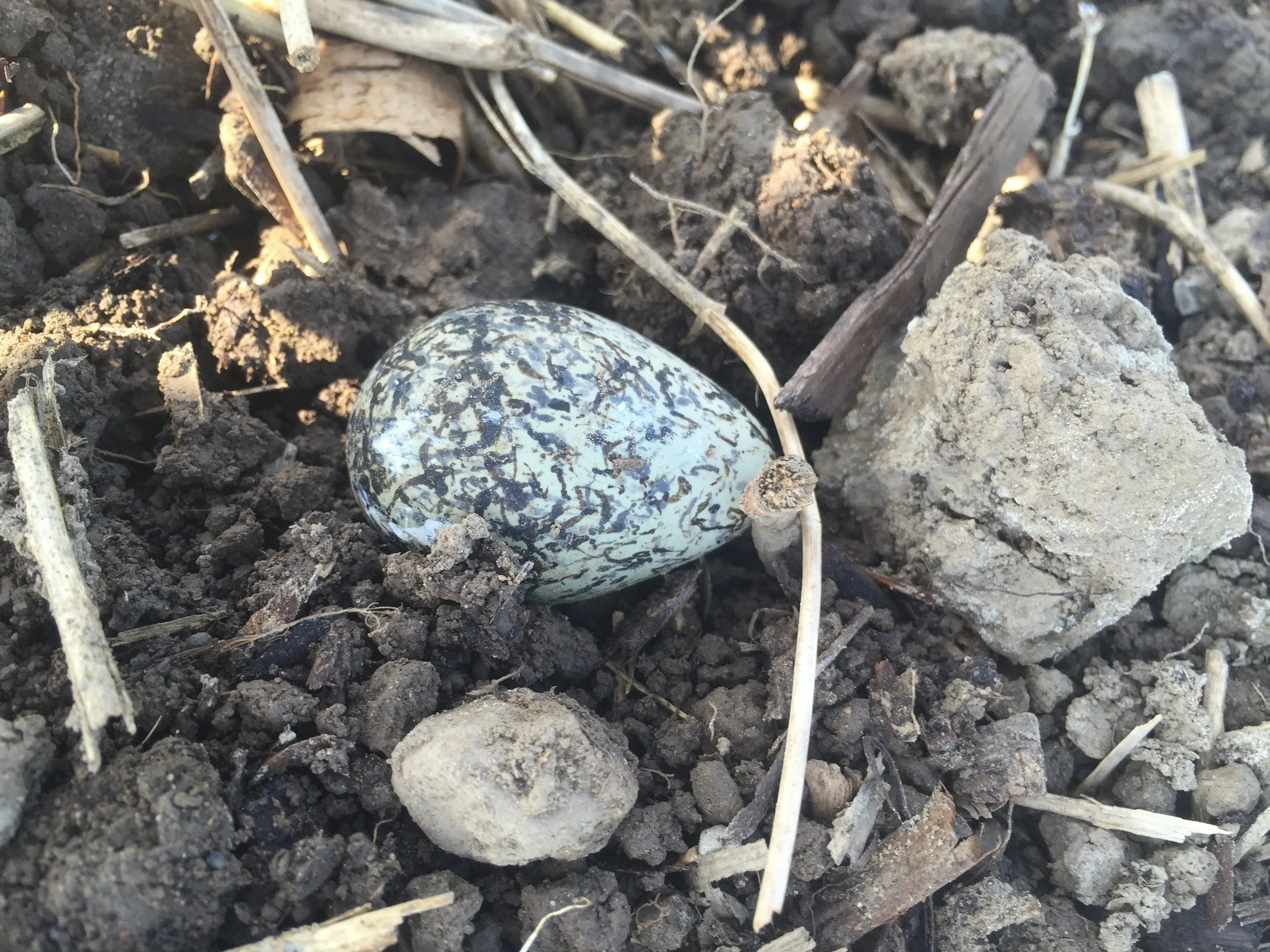 bird egg