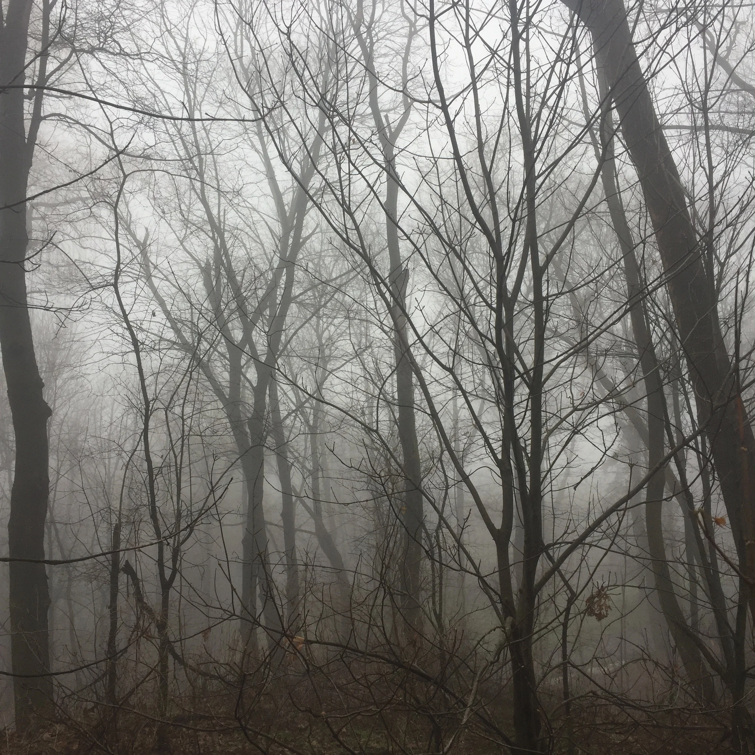 foggy forest