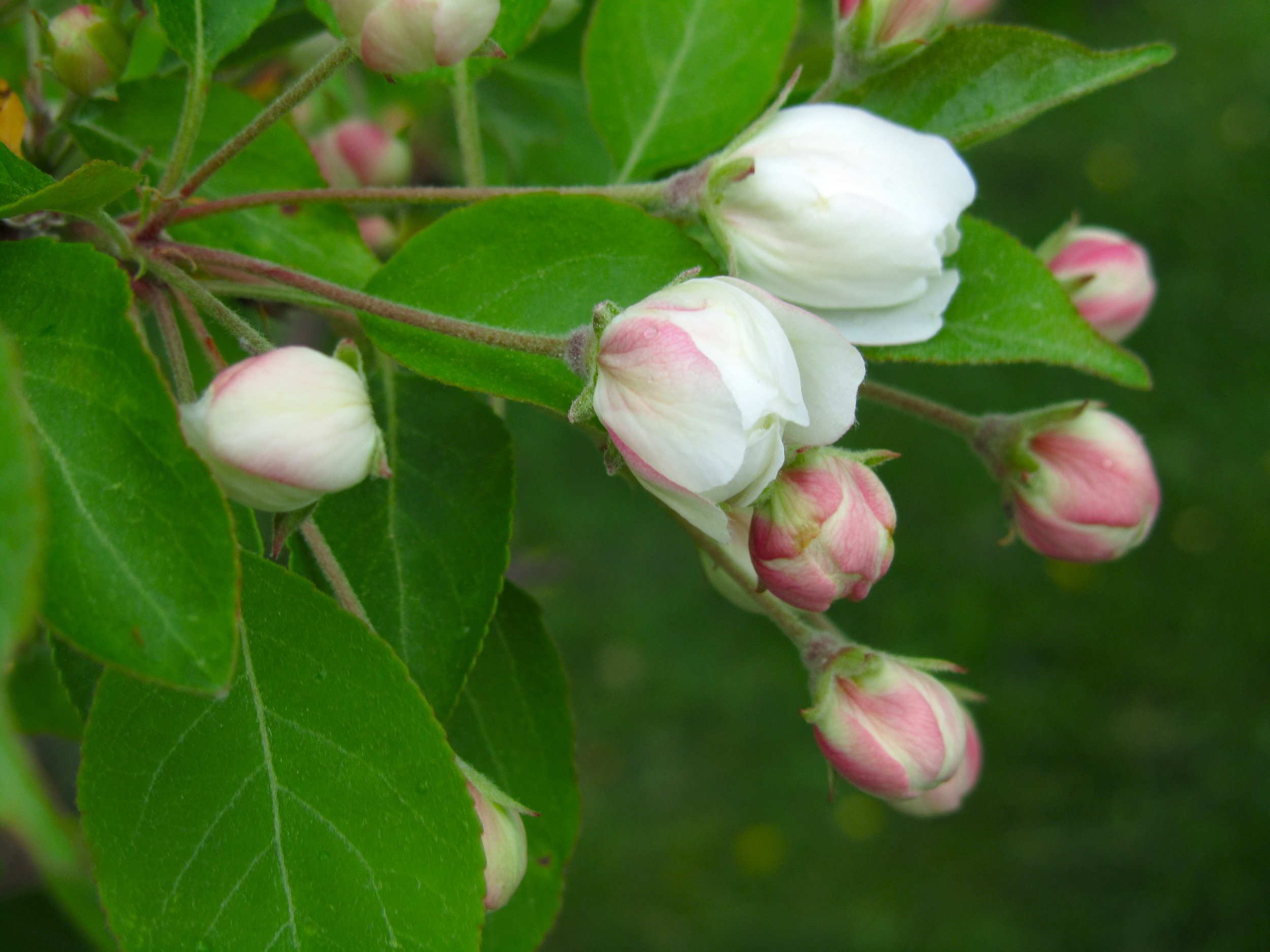 spring flowers, apple blossom