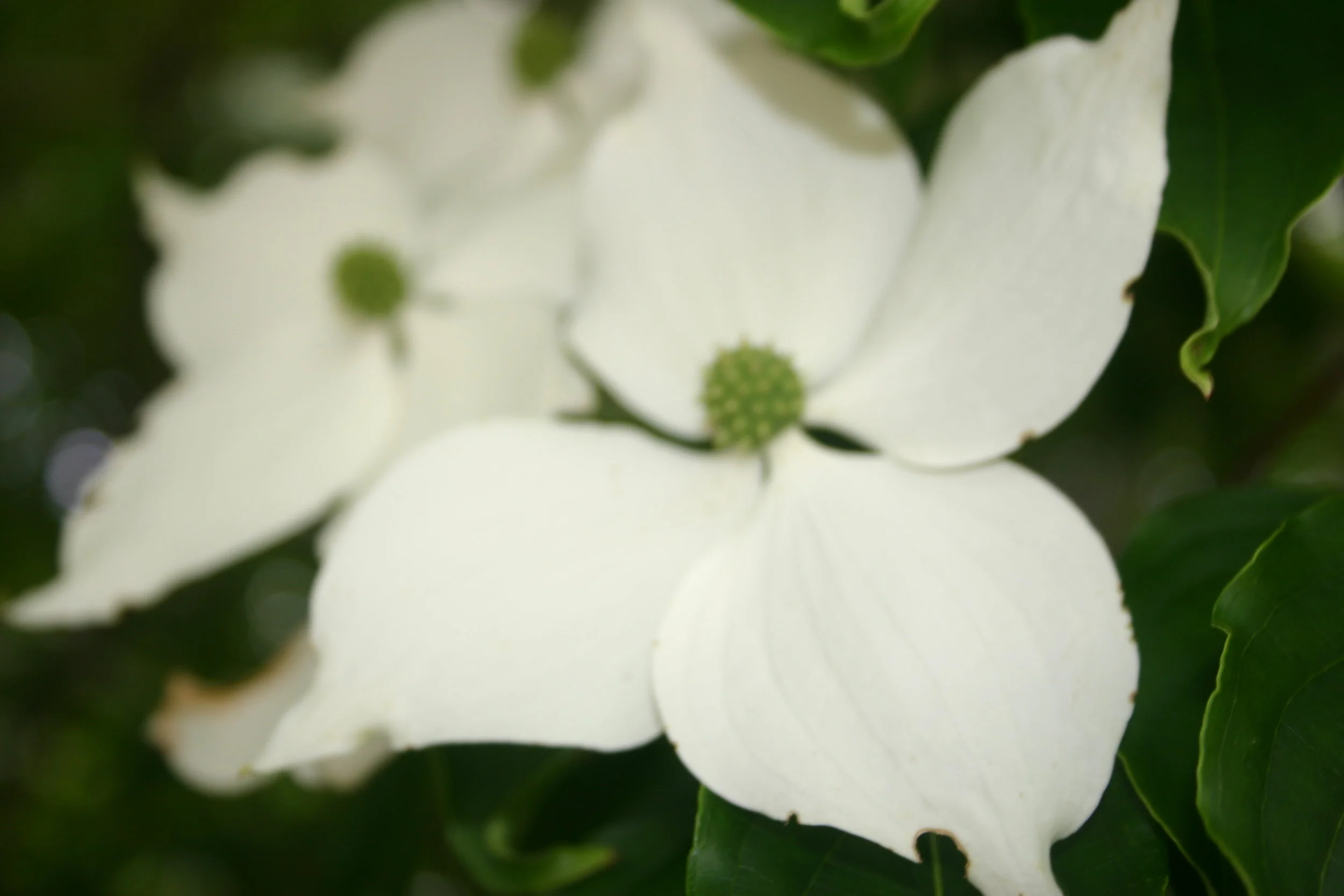 spring flowers, dogwood