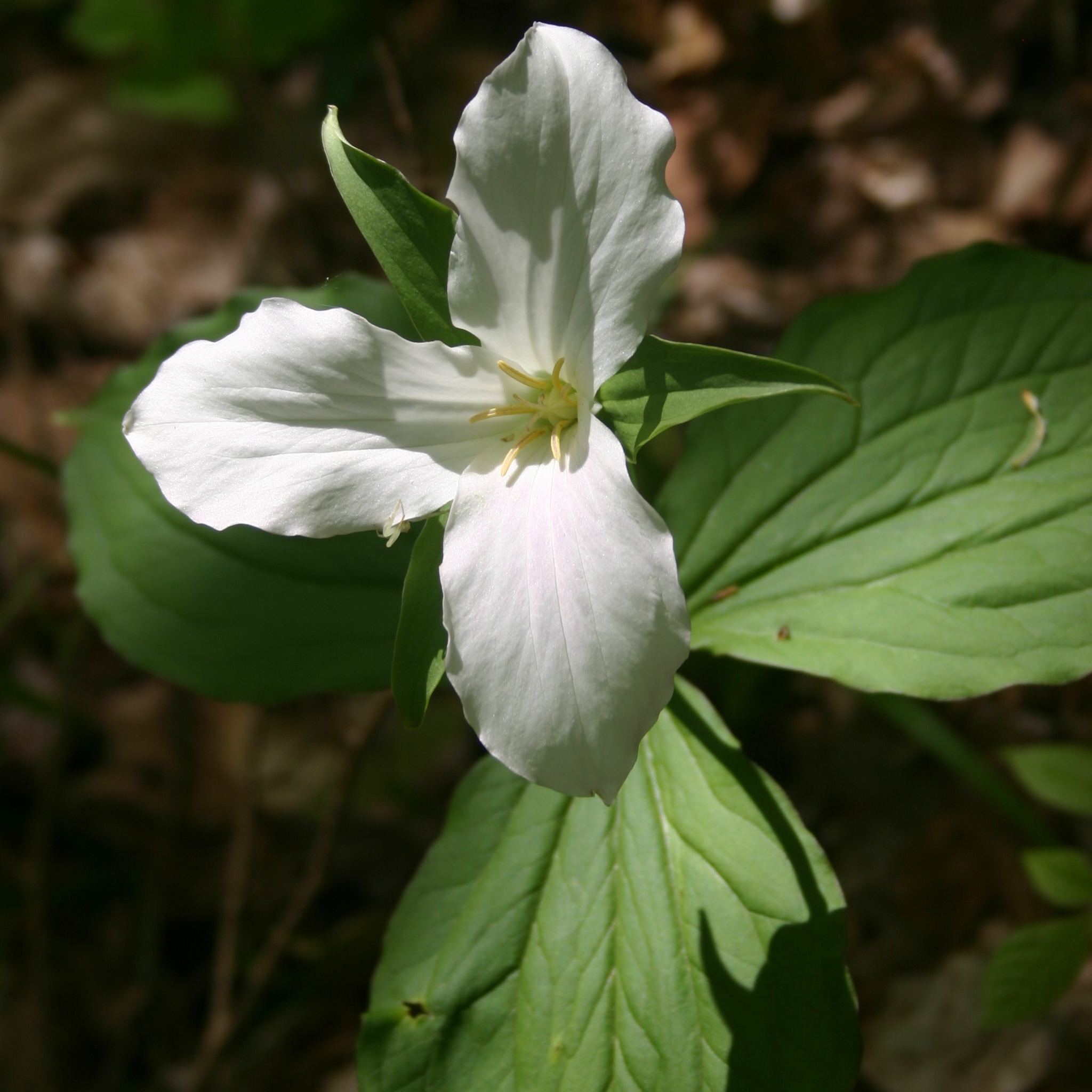 white trillium