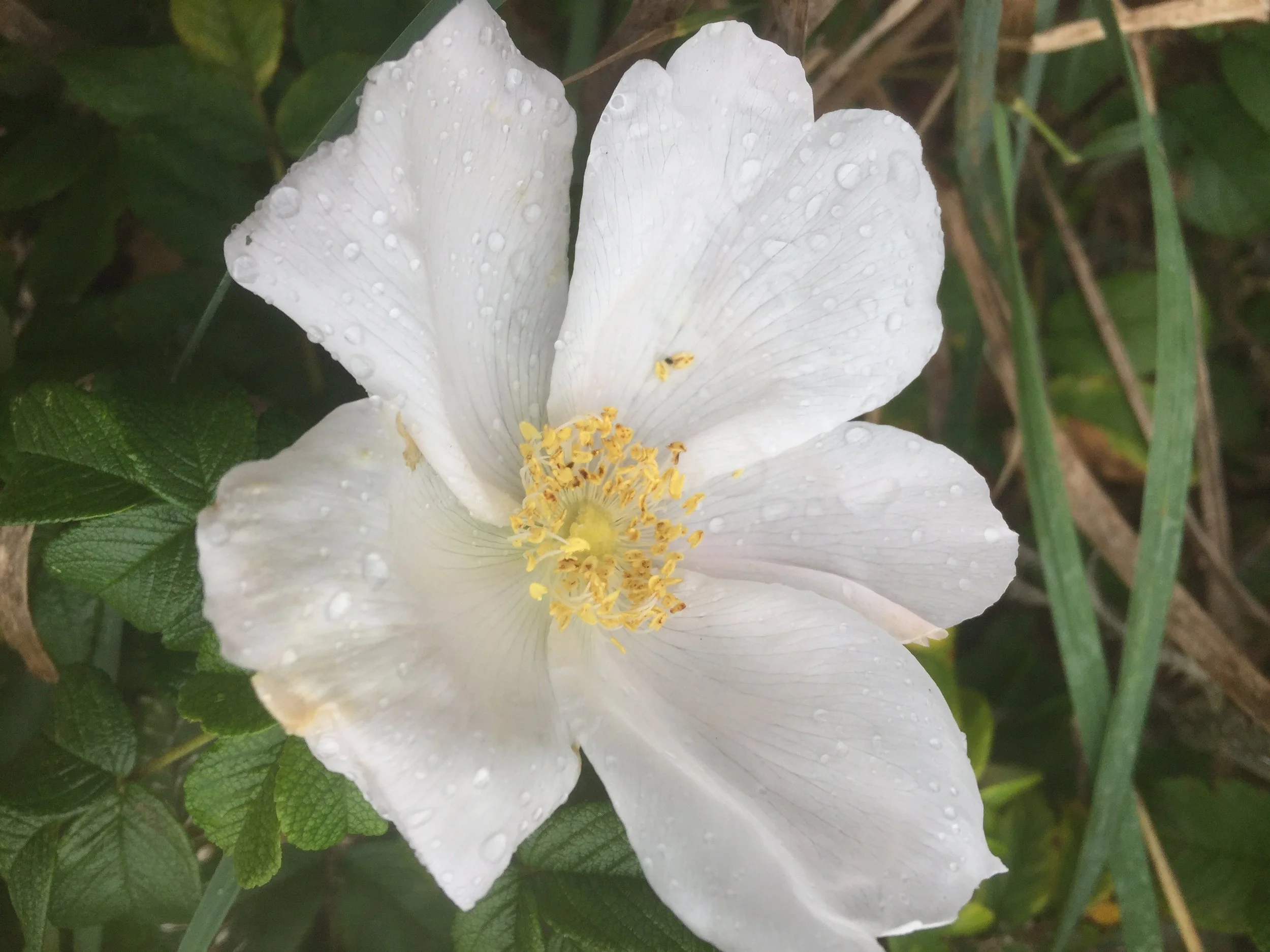 Rugosa rose