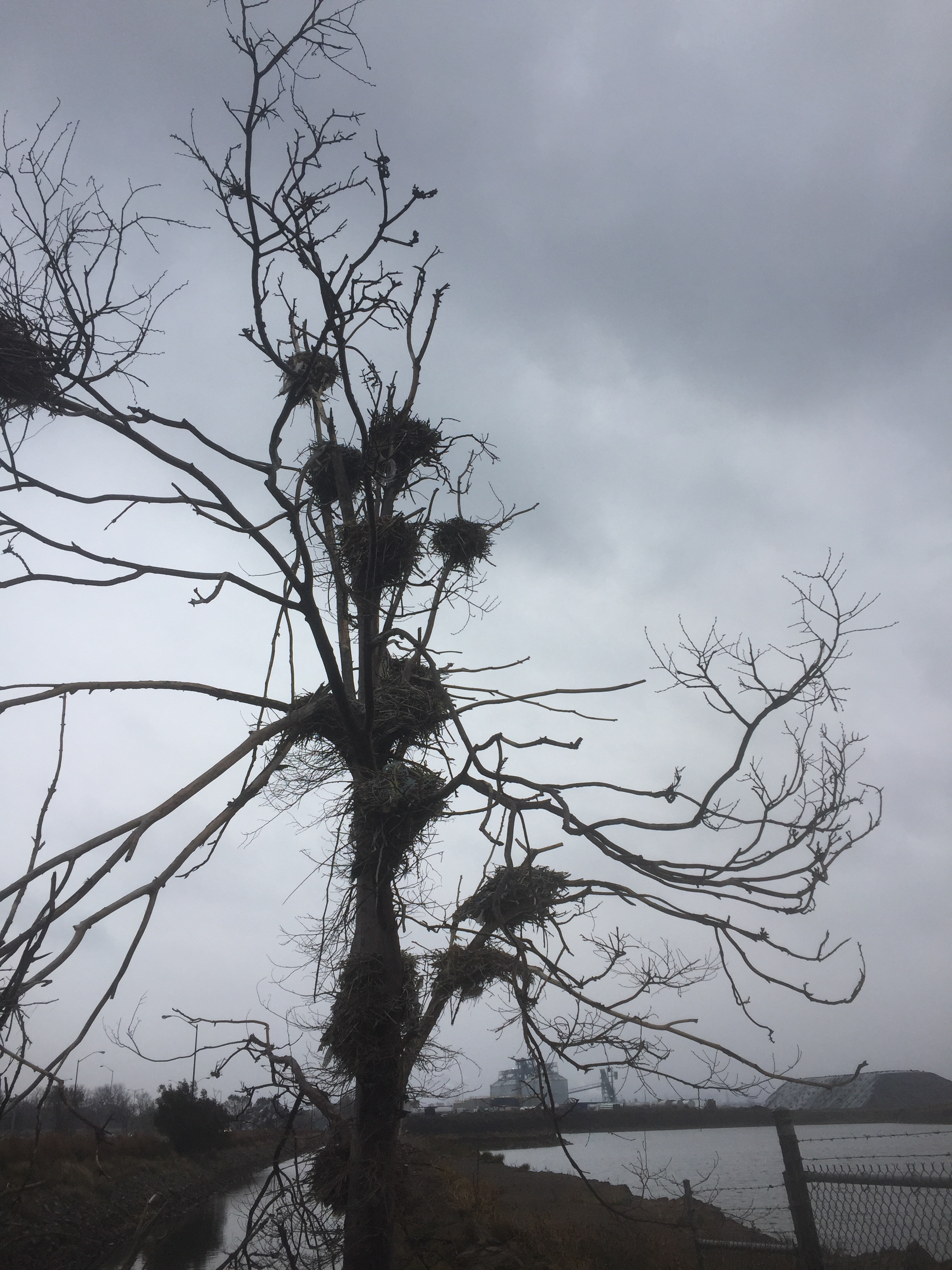 Commorant nests