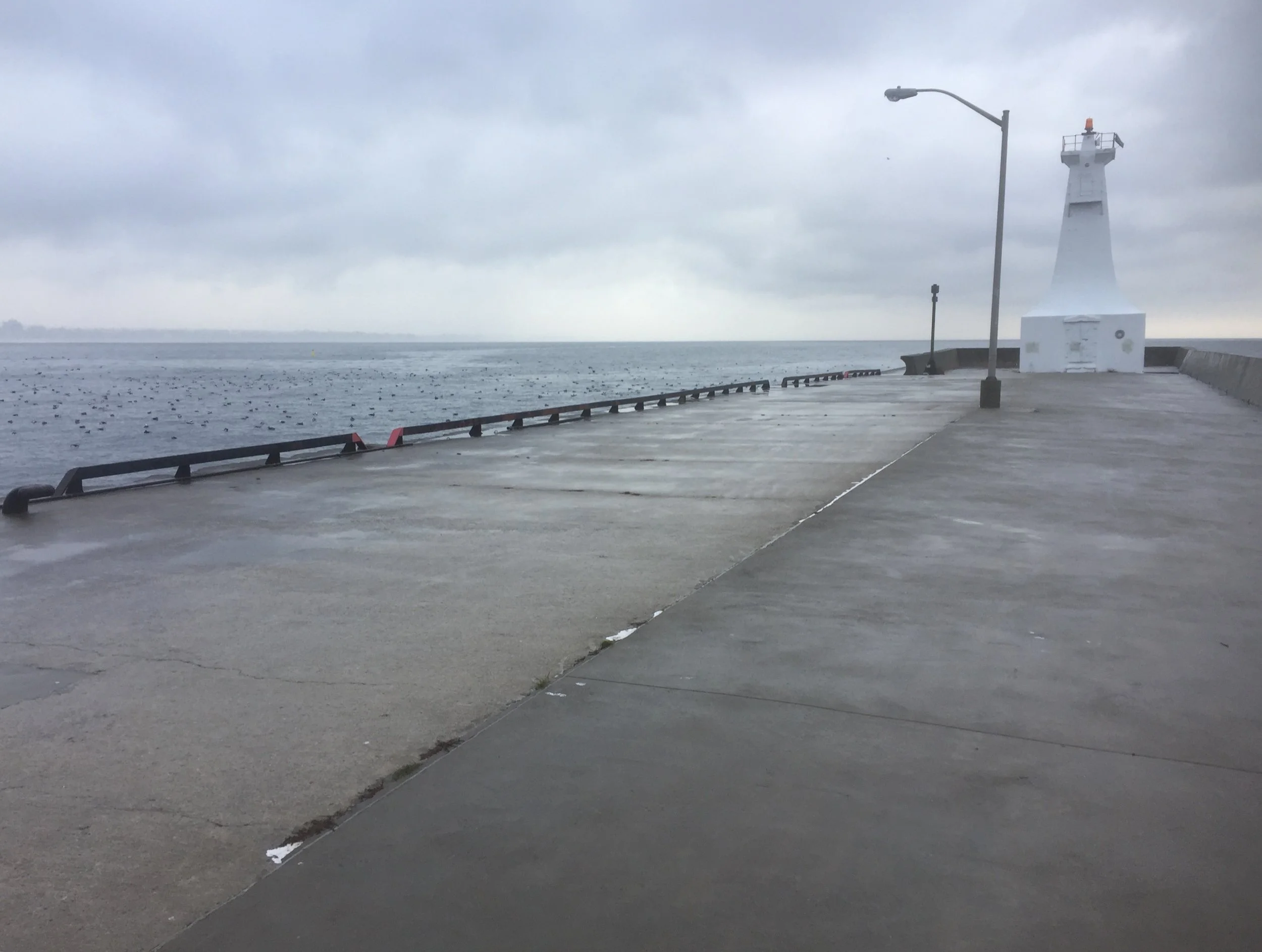 ducks, Lake Ontario, pier