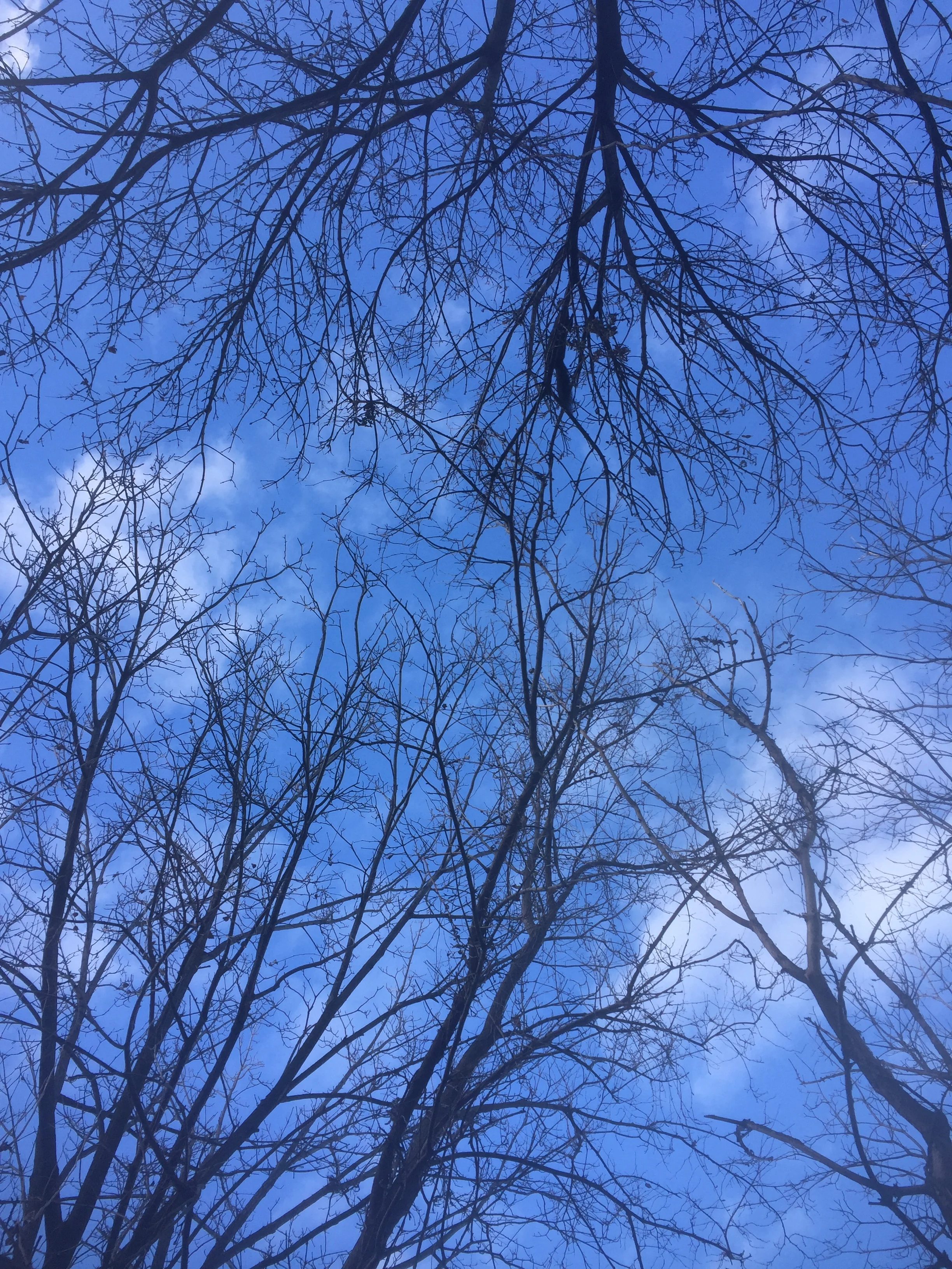 tree branches