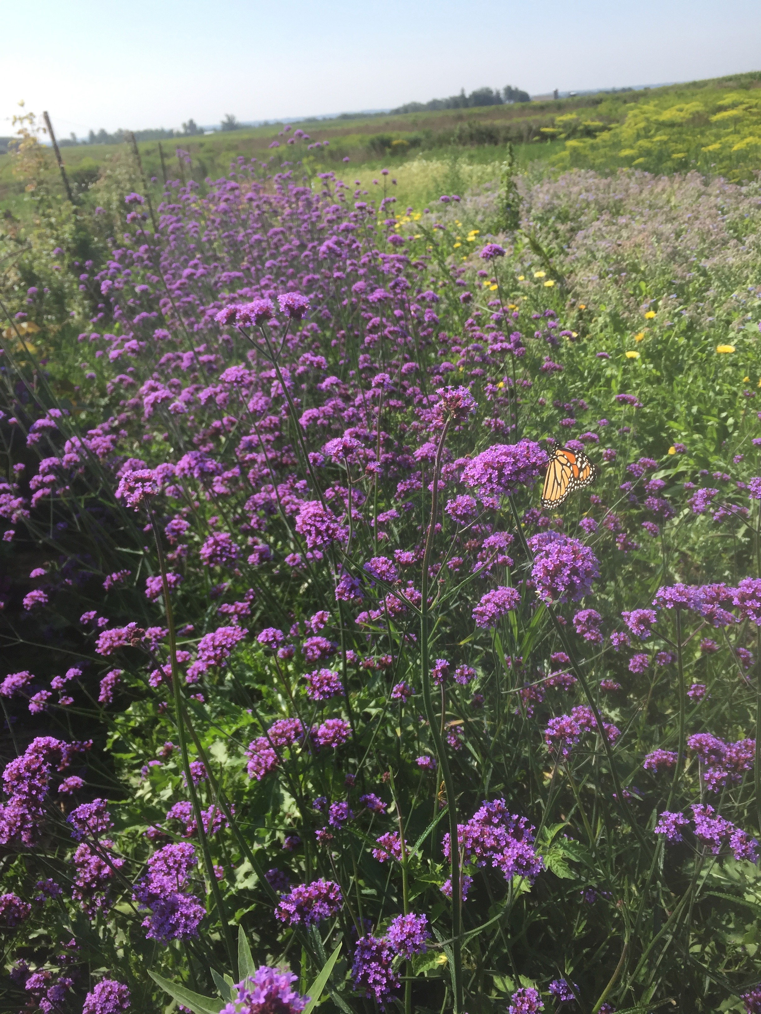 Verbena, Monarchs, flower farm