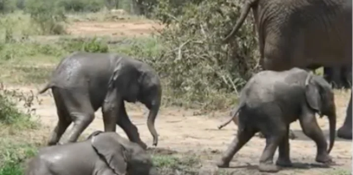 Schnell zu Muttern: Zwillings-Elefanten im Tarangire | © Foto: WCS