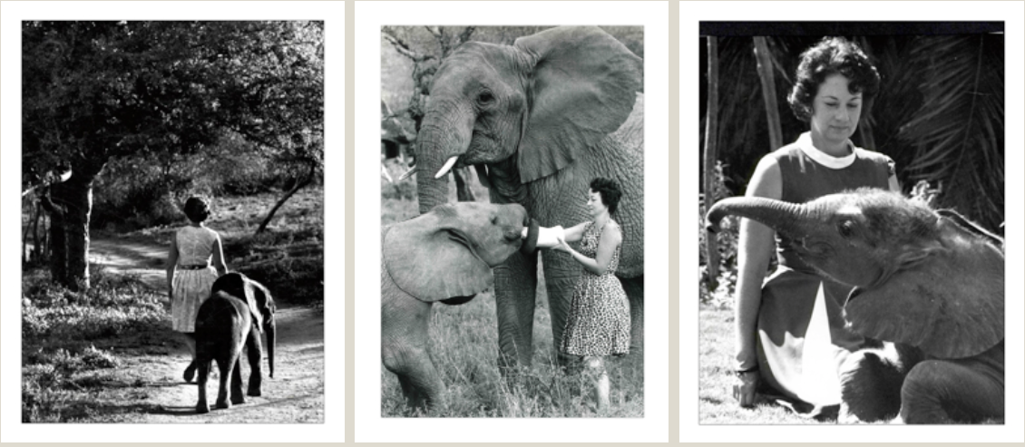«Dame» Sheldrick in jüngeren Jahren | Screenshot aus www.sheldrickwildlifetrust.org