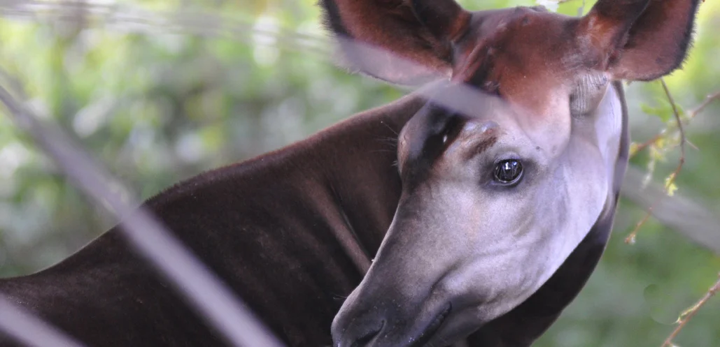 Öl-Industrie will ins Weltnaturerbe