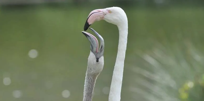 Junger Flamingo schnabelt nach Futter