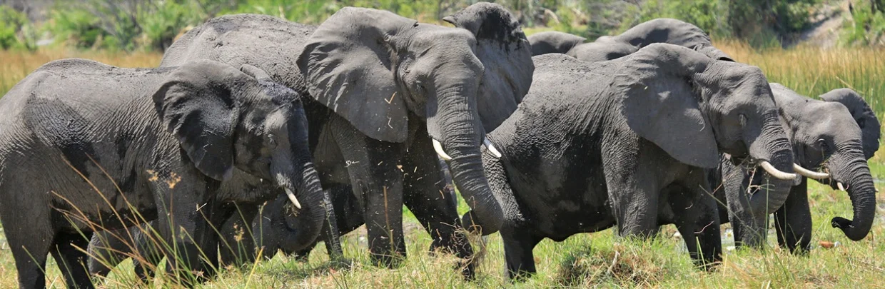 Elefanten im Botswana: «Nur» 19 statt 87 Elefanten gewildert?| © Foto by EWB