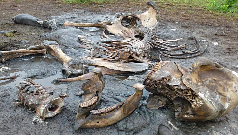 Gewilderter Elefant anno 2014: Die Knochen blieben zurück, nicht aber die Stosszähne | © Foto by Rolf D. Baldus