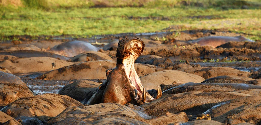 Kein Wildtier, das nicht vom Staudamm betroffen wäre: Flusspferde im Rufiji | © Foto by René Stäheli
