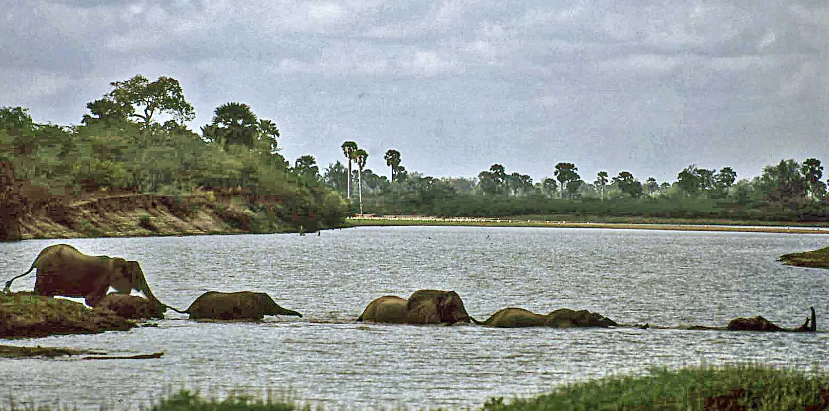 Dem Welterbe «Selous» droht das Aus