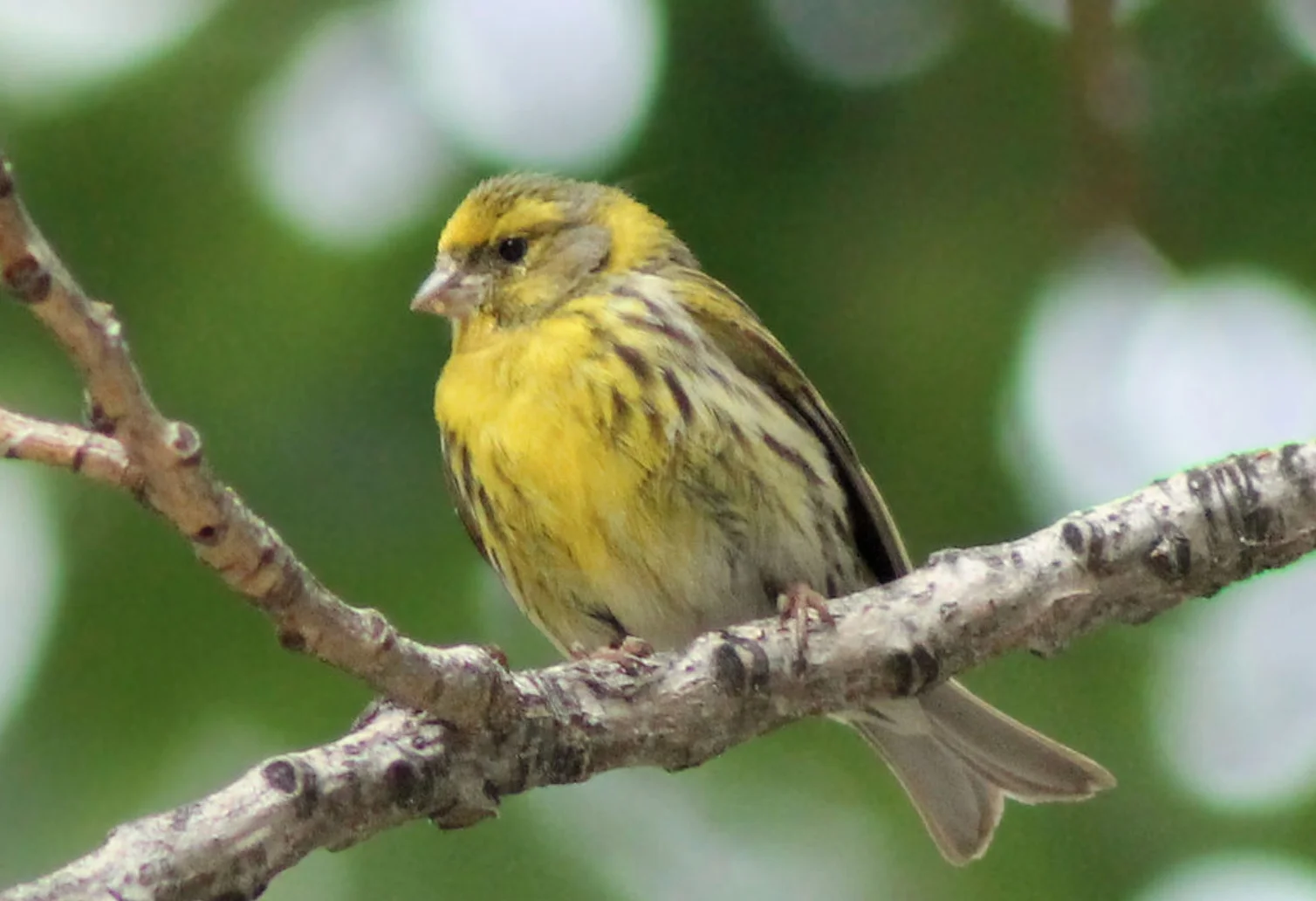 Im Visier der Vogeltöter: Zugvogel Girlitz | © Foto by Luis García