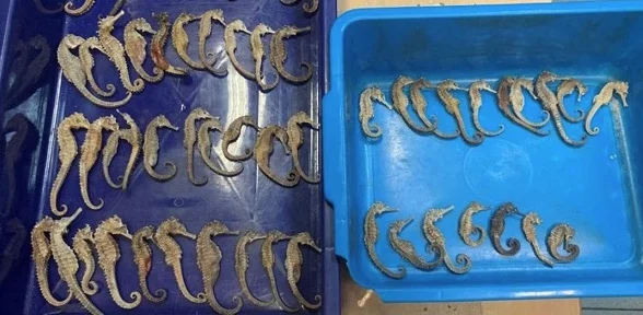Beschlagnahmt: Getrocknete Seepferdchen aus Indonesien | © Foto by Interpol / WZO
