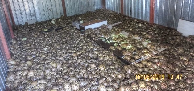 Beschlagnahmt: Container mit 4’100 Vierzehenschildkröten in Russland | © Foto by Interpol / WZO