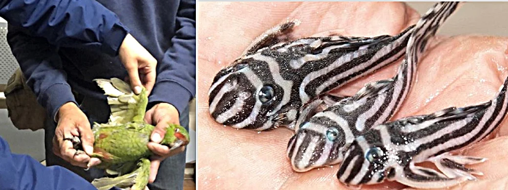 Beschlagnahmt: Papagai in Chile / Zebrafische aus Brasilien | © Foto by Interpol / WZO