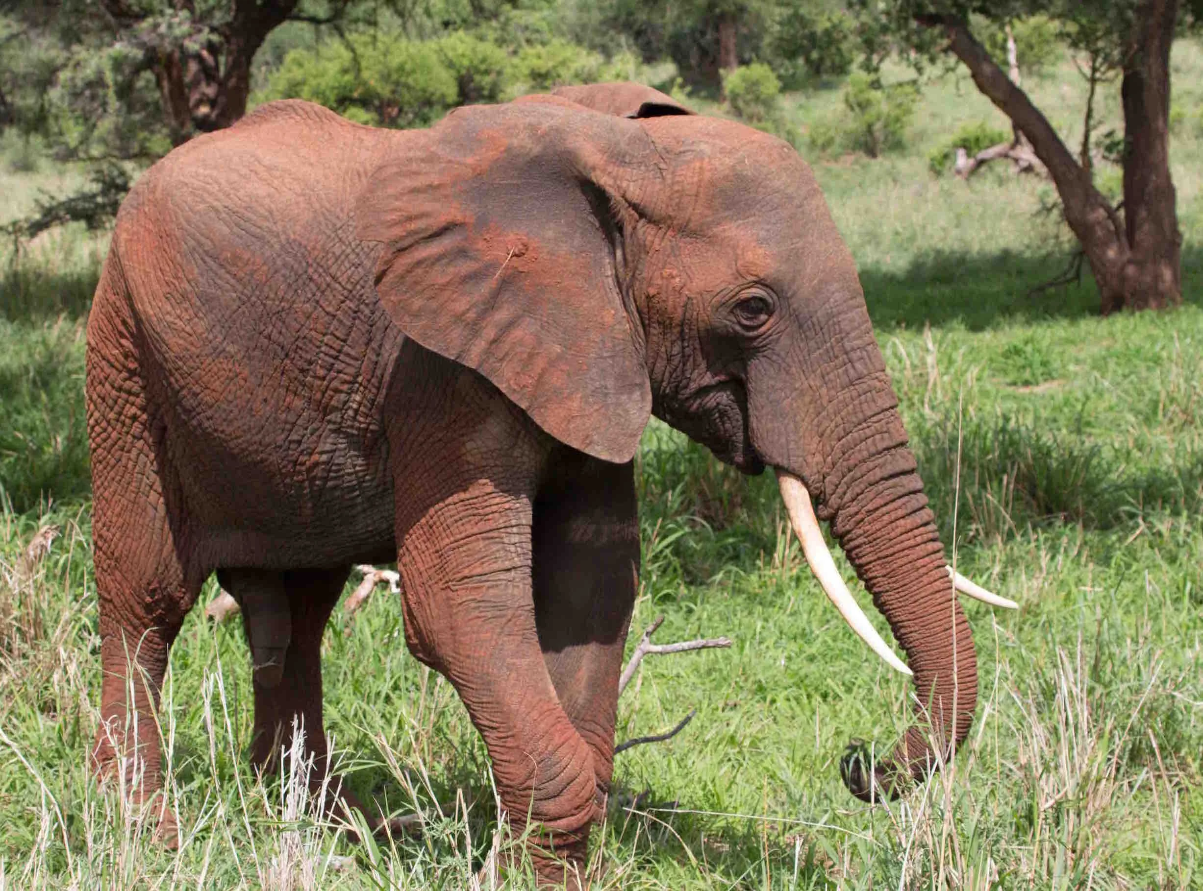 Nicht beschlagnahmt: So wie es sein soll, ein Elefant in der Wildnis, in Freiheit | © Foto by Hans Trueb
